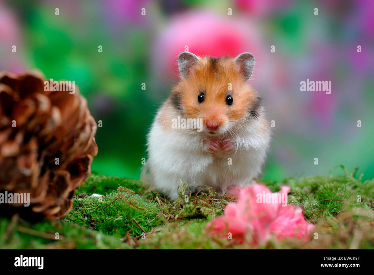 Hamster doré, Hamster Animal (Mesocricetus auratus). Adulte sur mousse, à côté d'un cône de pin. Allemagne Banque D'Images