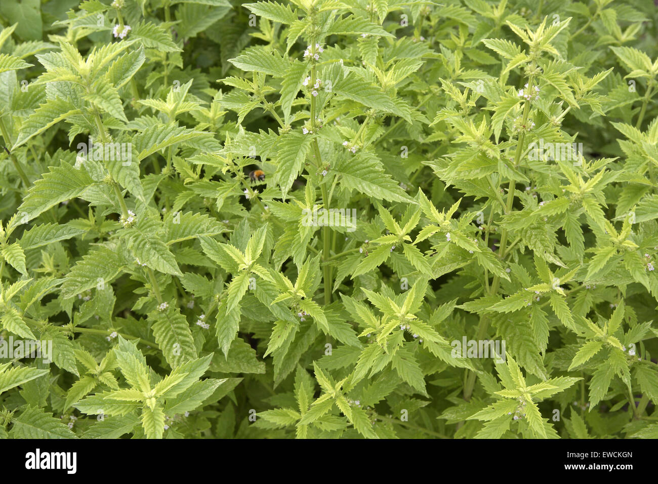 L'Europe, l'Allemagne, Bugleweed [lat. Lycopus europaeus]. Banque D'Images