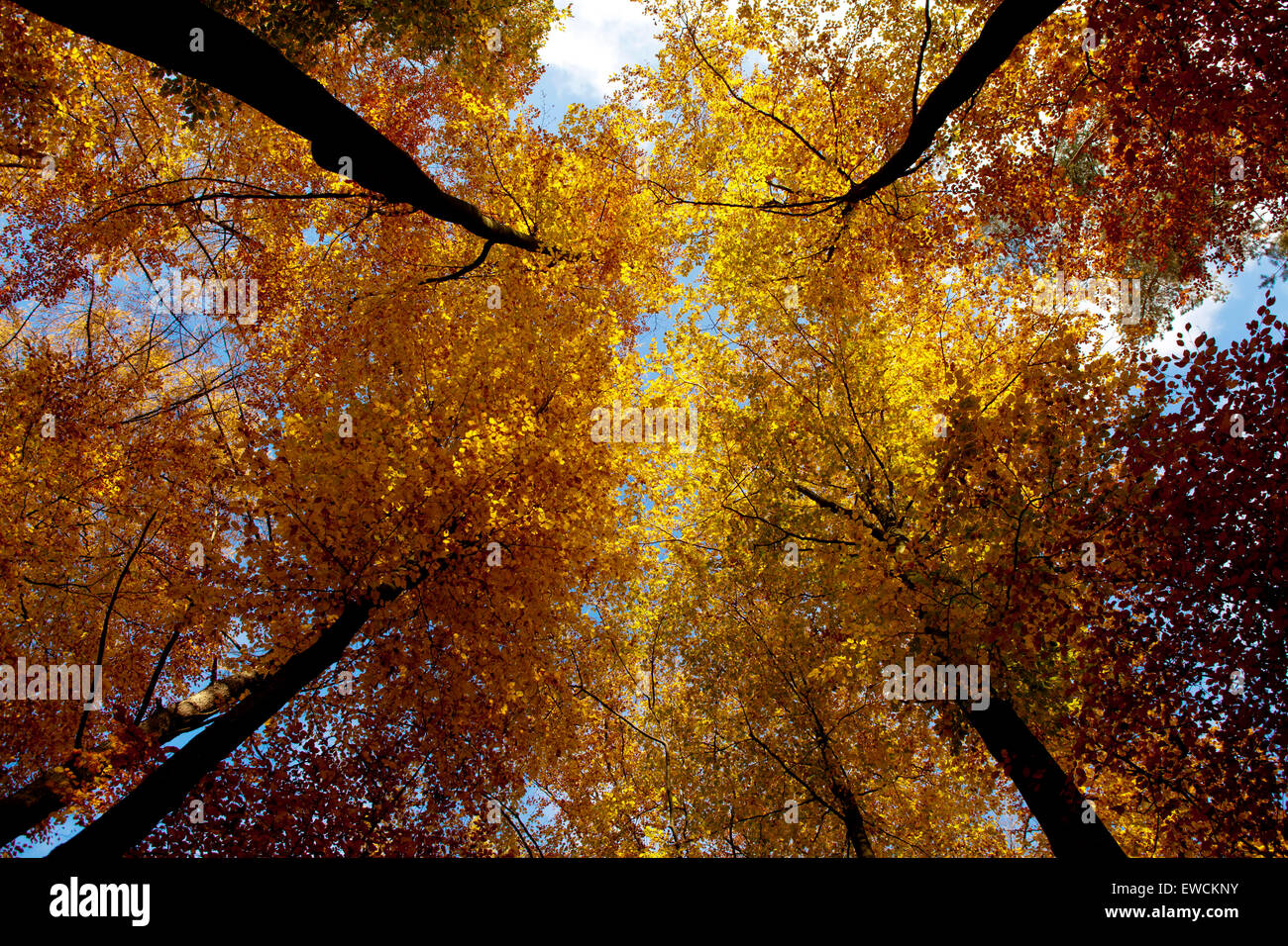 L'Europe, l'Allemagne, en Rhénanie du Nord-Westphalie, l'automne dans une forêt à l'Ruhrhoehenweg dans l'Ardey montagnes près de plus humides. Banque D'Images