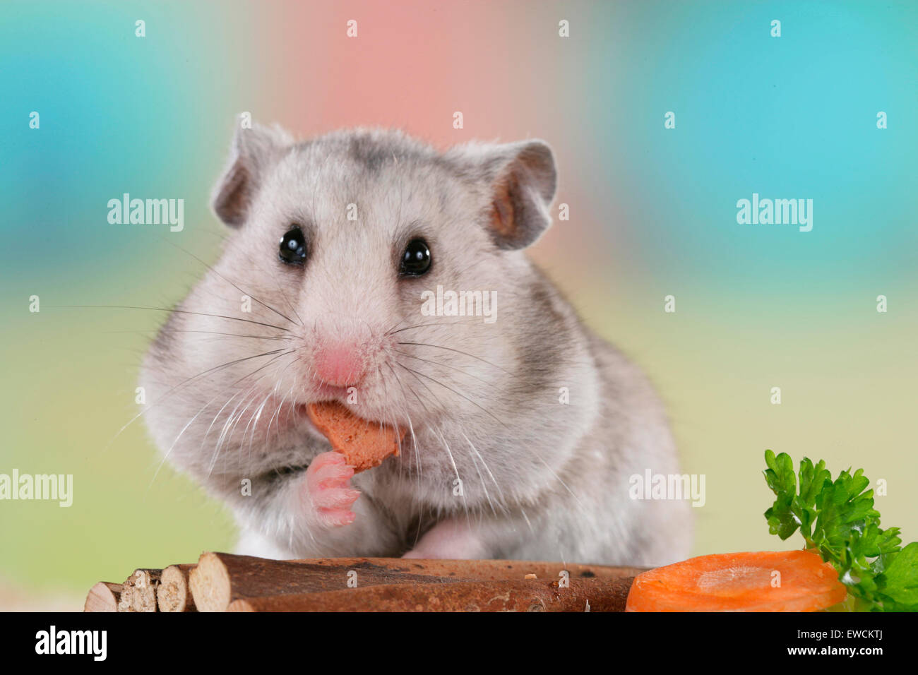 Hamster doré, Hamster Animal (Mesocricetus auratus). Des profils manger des légumes. Allemagne Banque D'Images