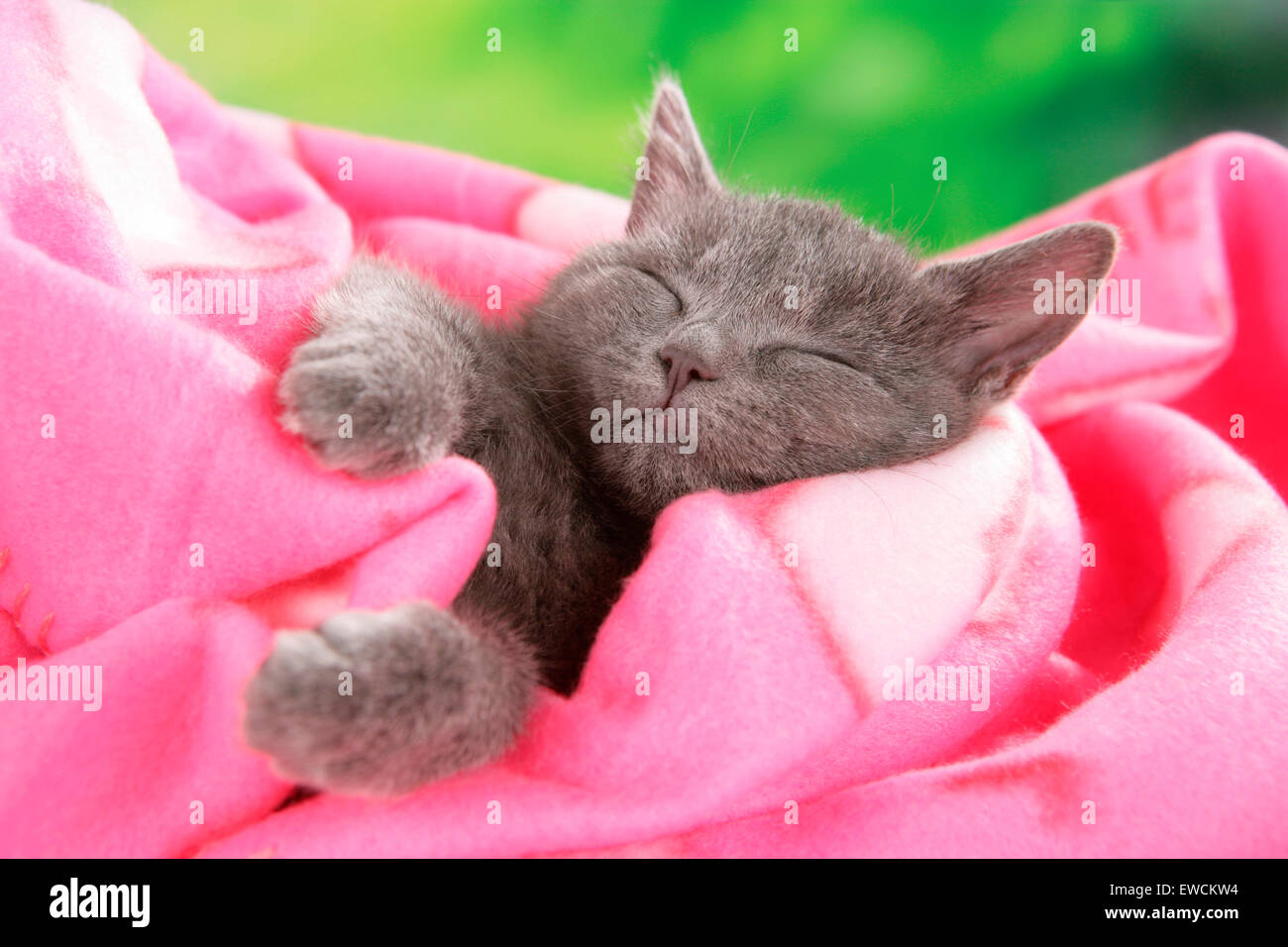 Les no de cat. Chaton gris dormir dans une couverture rose. Allemagne Banque D'Images