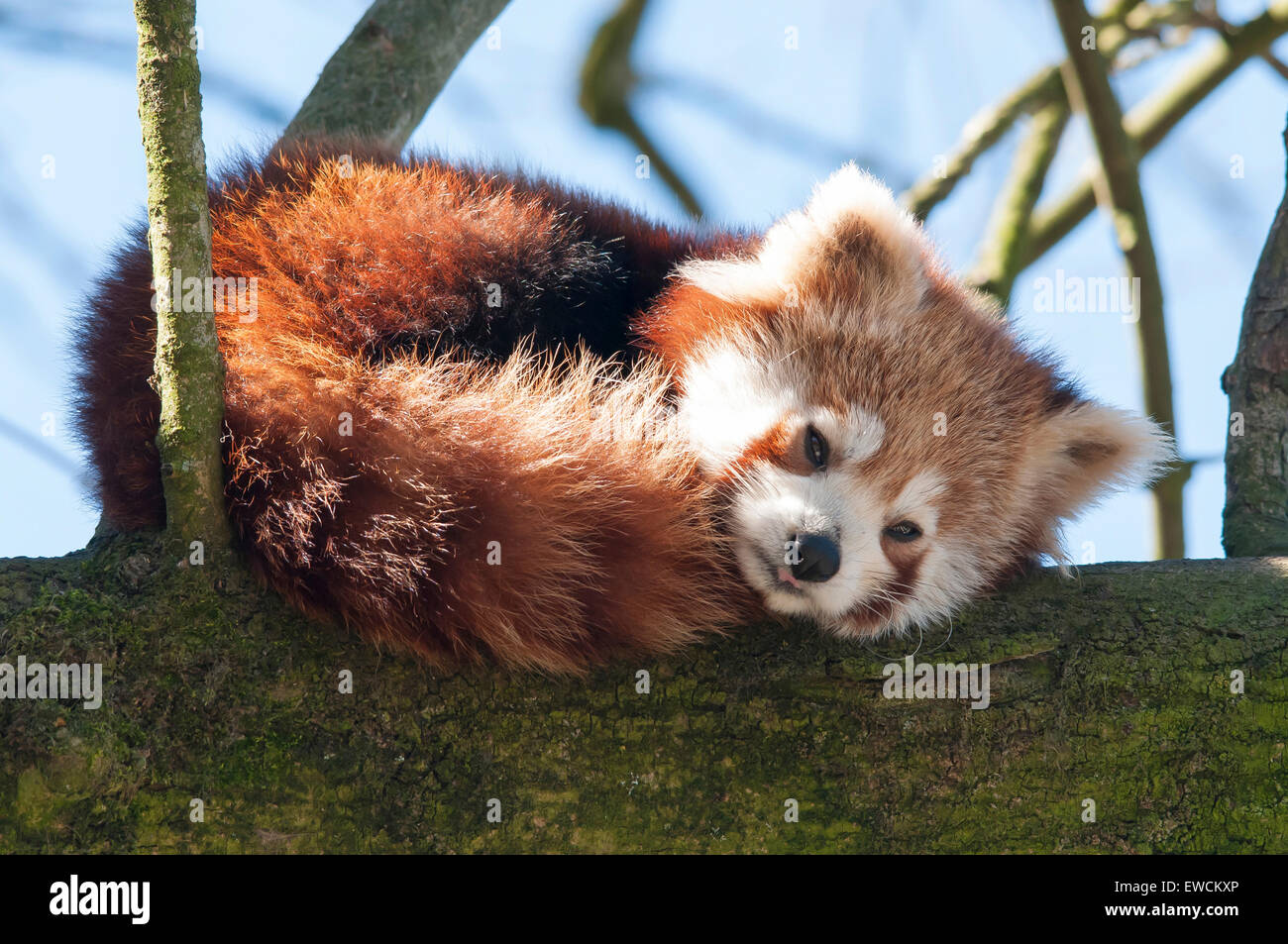 Petit Panda, le panda rouge (Ailurus fulgens) somnoler sur une branche. Zoo Dortmund, Allemagne Banque D'Images