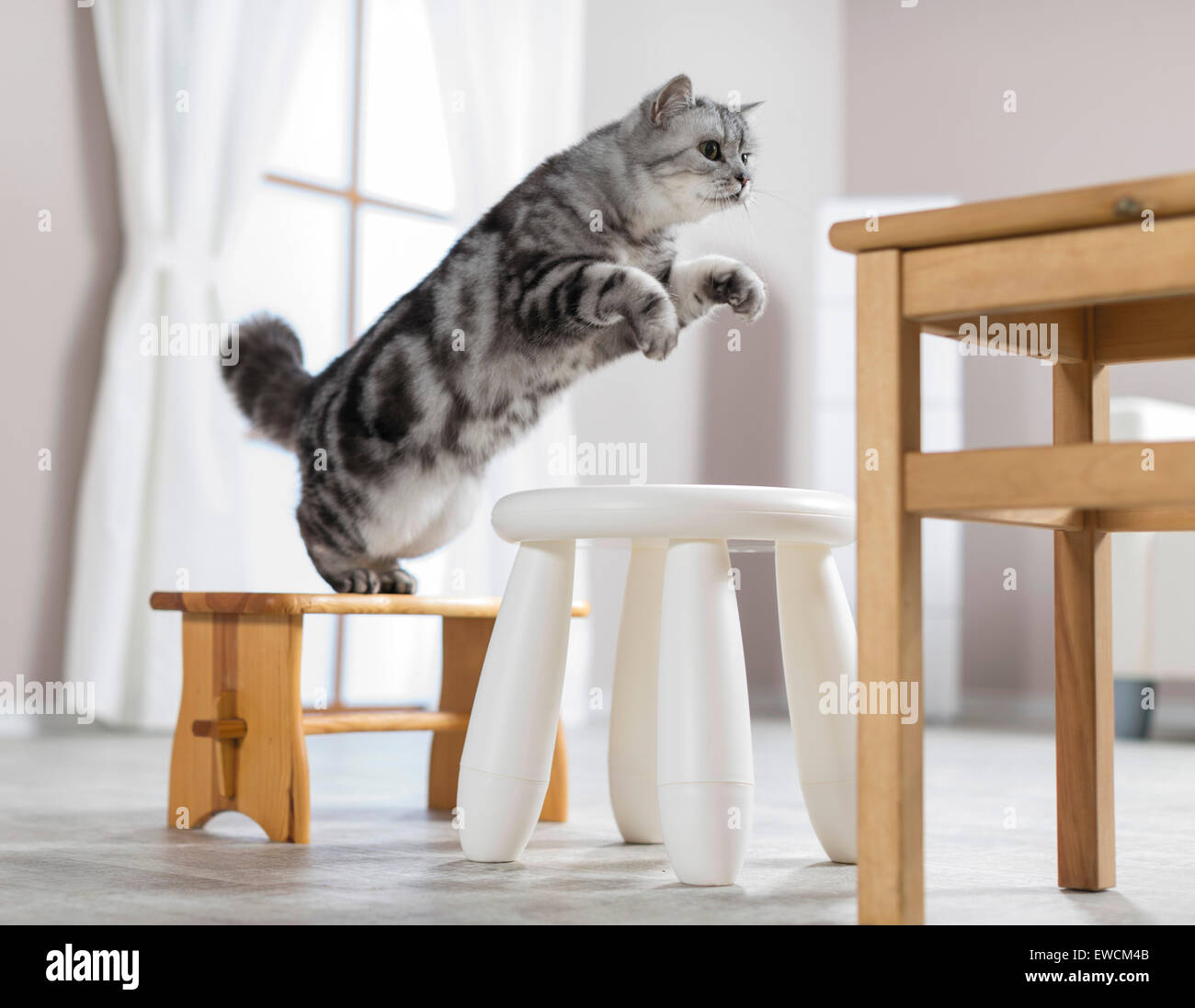 British Shorthair. Des profils d'un saut d'un tabouret à un tabouret. Clicker training. Allemagne Banque D'Images