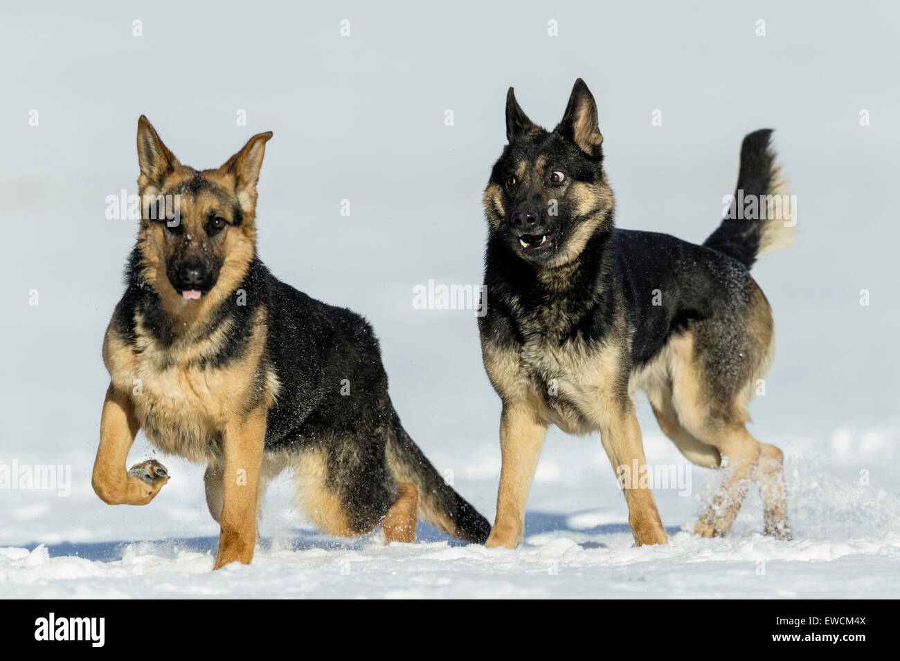 Berger allemand, l'alsacien. Deux adultes jouant sur la neige. Allemagne Banque D'Images