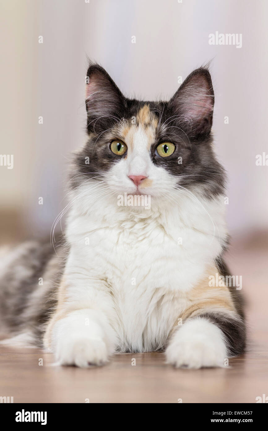 Norwegian Forest cat. Adultes tricolore allongé sur le parquet. Allemagne Banque D'Images