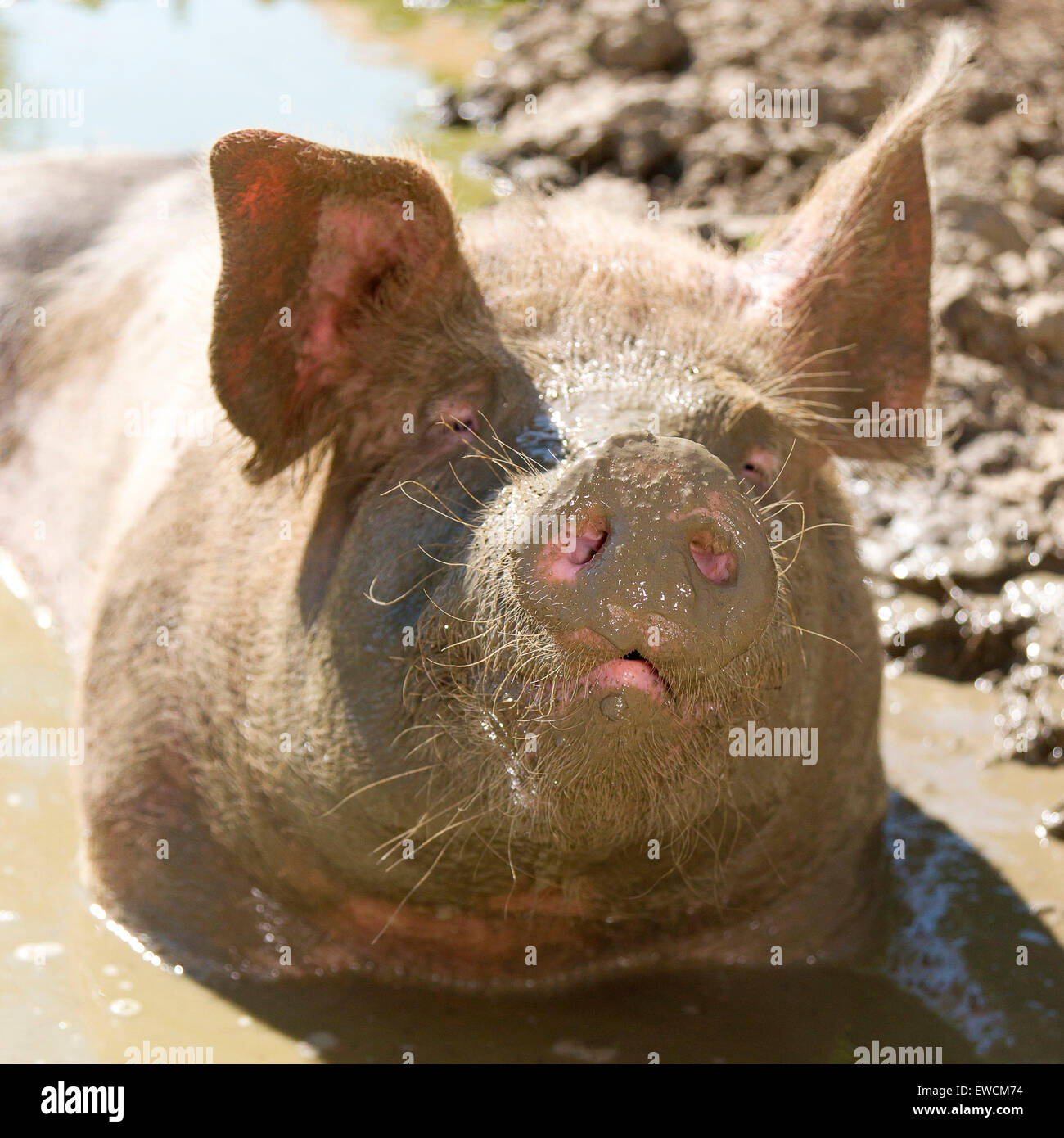 Les porcs domestiques. Portrait d'adulte dans un trou bourbeux. Allemagne Banque D'Images