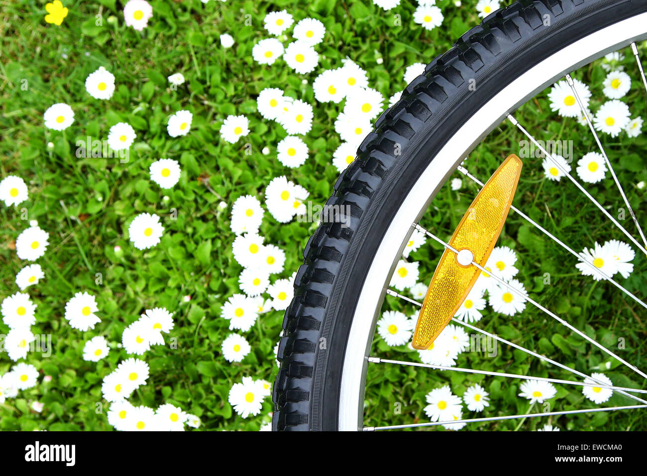 Roue de bicyclette sur fond vert prairie avec marguerites blanches Banque D'Images
