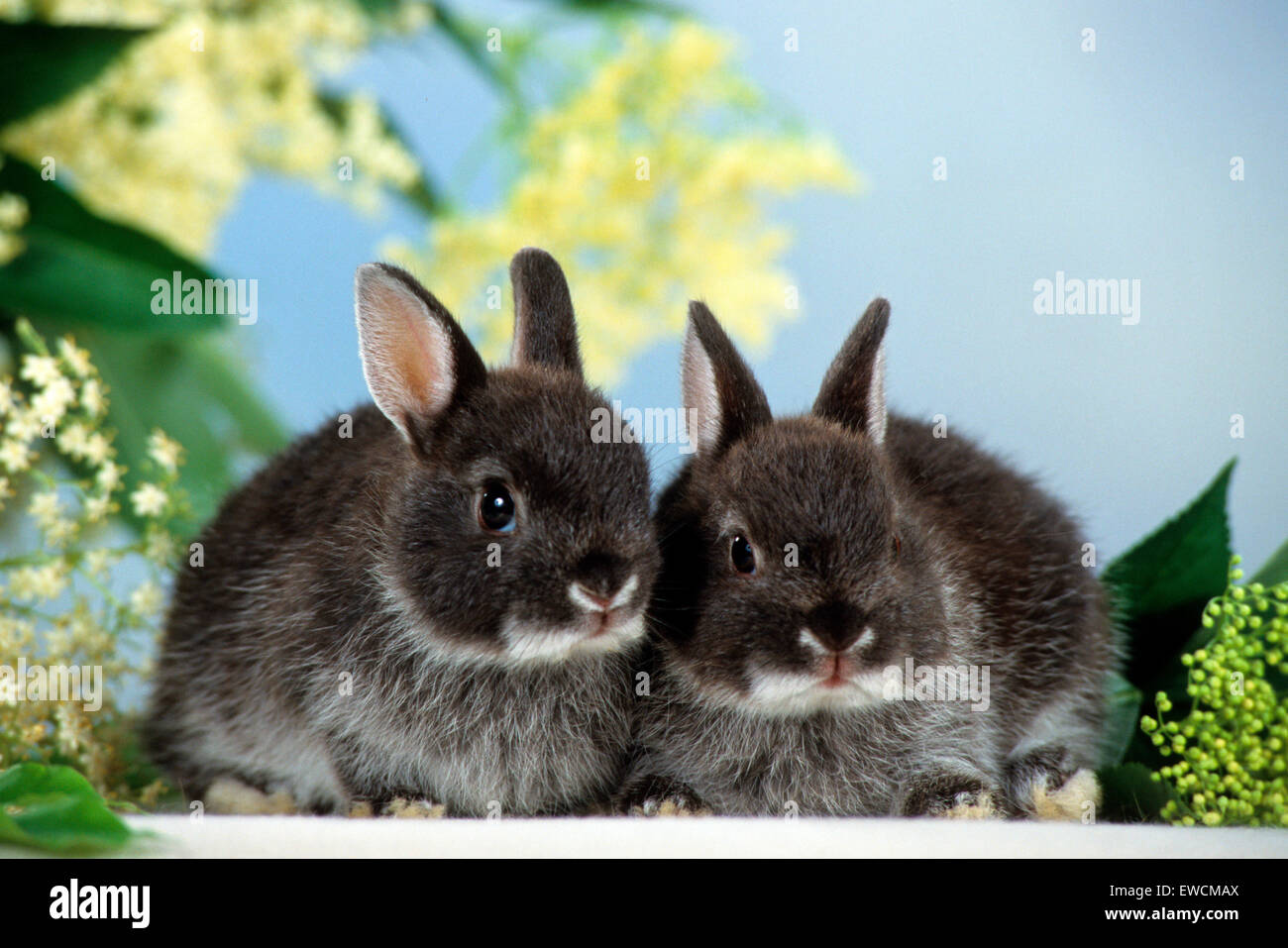 Lapin nain. Deux lapins à côté de l'Aîné de floraison. Allemagne Banque D'Images