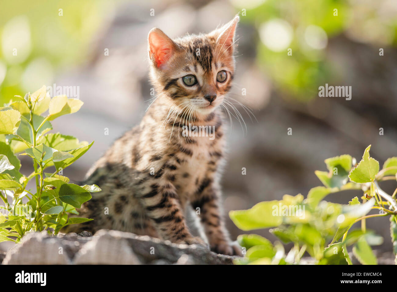 Chat Bengal. Chaton assis sur un tronc d'arbre dans un jardin. Allemagne Banque D'Images