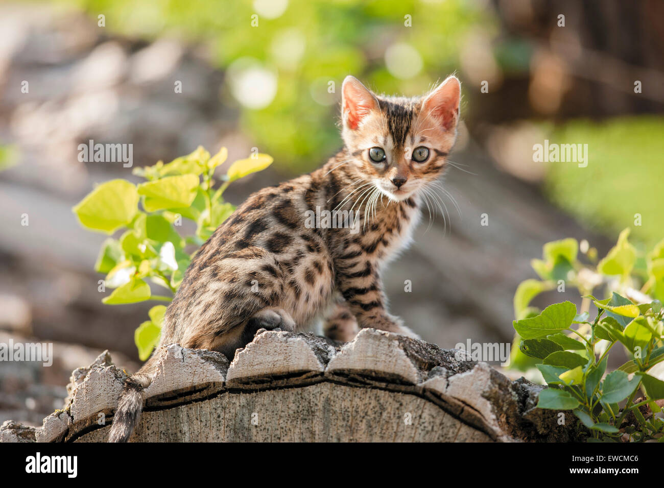 Chat Bengal. Chaton assis sur un tronc d'arbre dans un jardin. Allemagne Banque D'Images