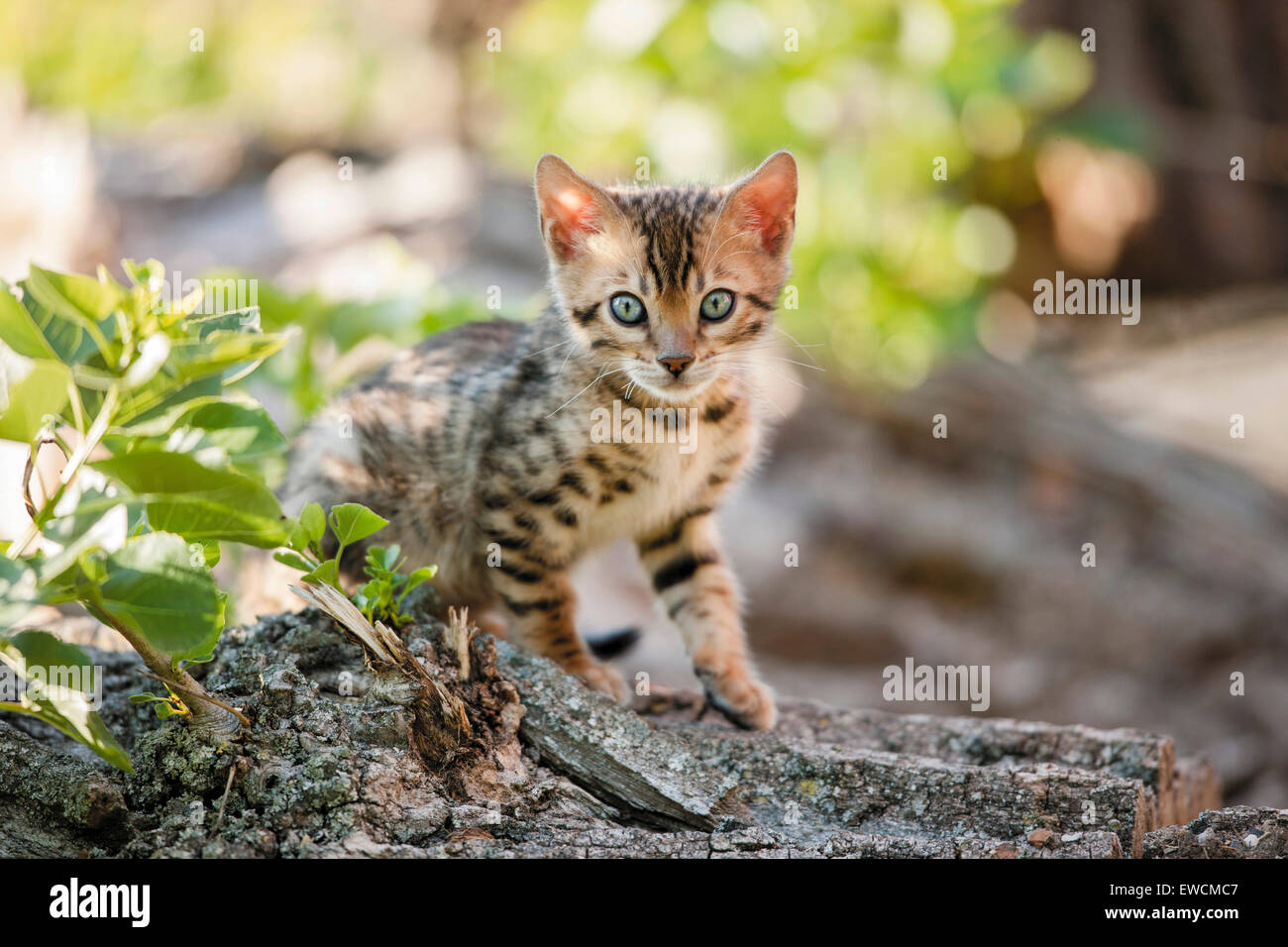 Chat Bengal. Chaton assis sur un tronc d'arbre dans un jardin. Allemagne Banque D'Images