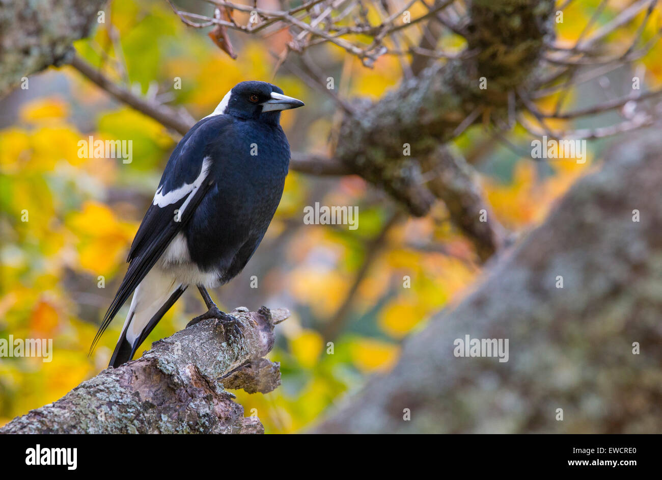 Cassican Flûteur (Cracticus Tibicen) dans les Blue Mountains, NSW, Australie Banque D'Images
