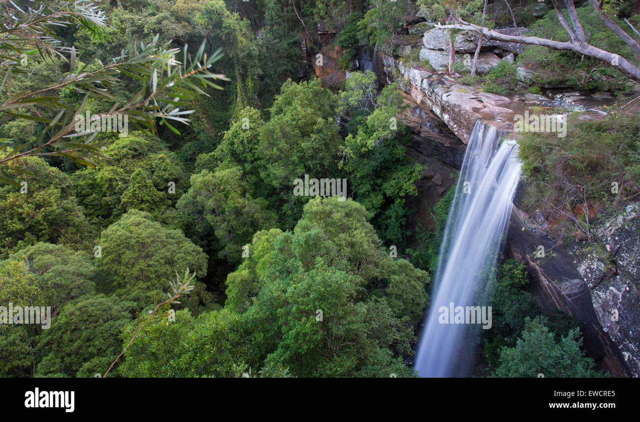 Vue de la cascade et de la forêt environnante inférieure au niveau national tombe dans le Royal National Park, NSW, Australie Banque D'Images