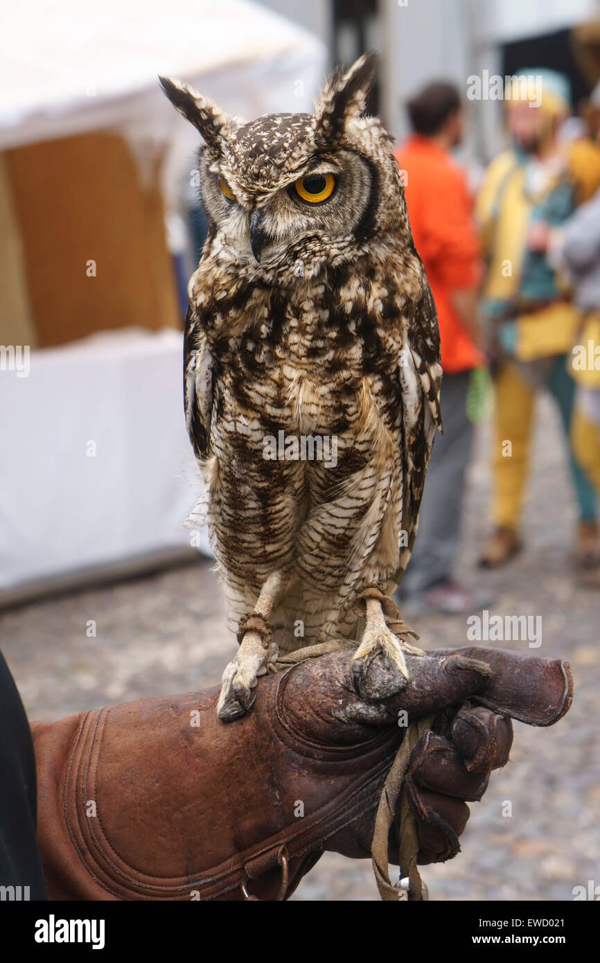 Owl perché sur le cuir Gant raptor Banque D'Images