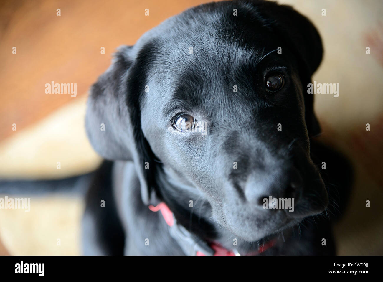Mignon chiot Labrador noir à up at camera Banque D'Images