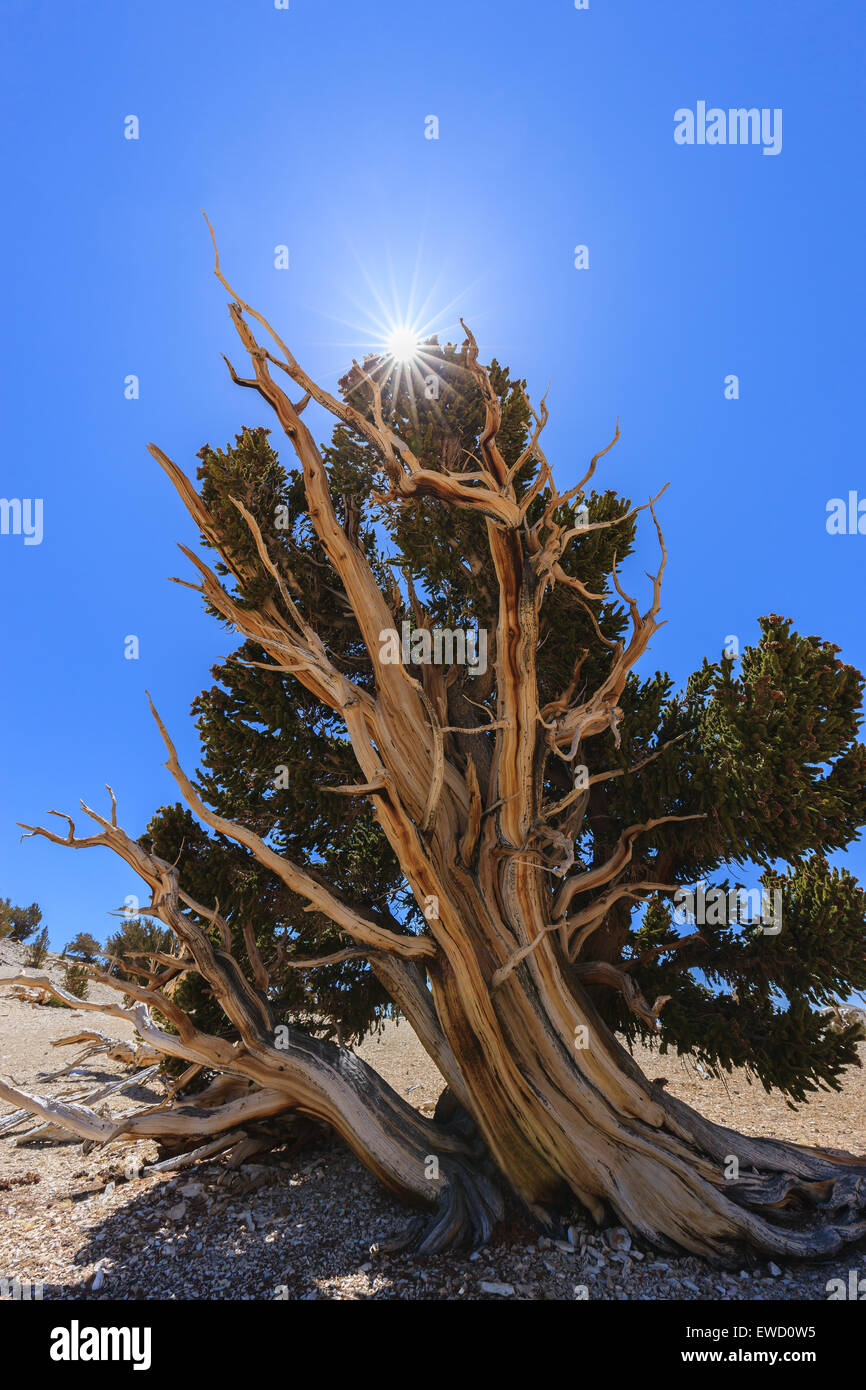 Bristlecone Pine Forest dans les montagnes blanches, l'est de la Californie, USA. Les plus vieux arbres au monde. Banque D'Images