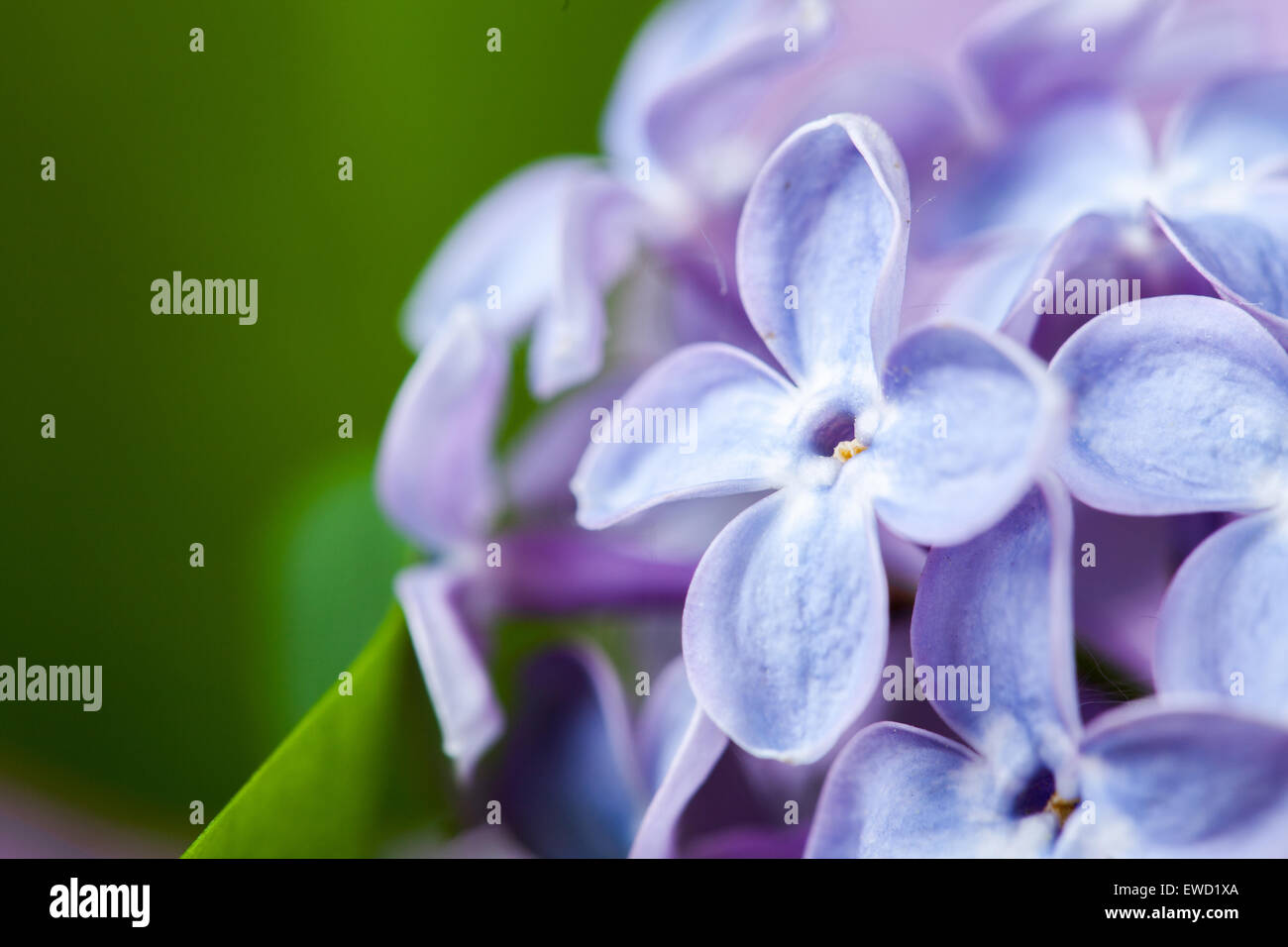 Macro image de printemps fleurs violet lilas Banque D'Images