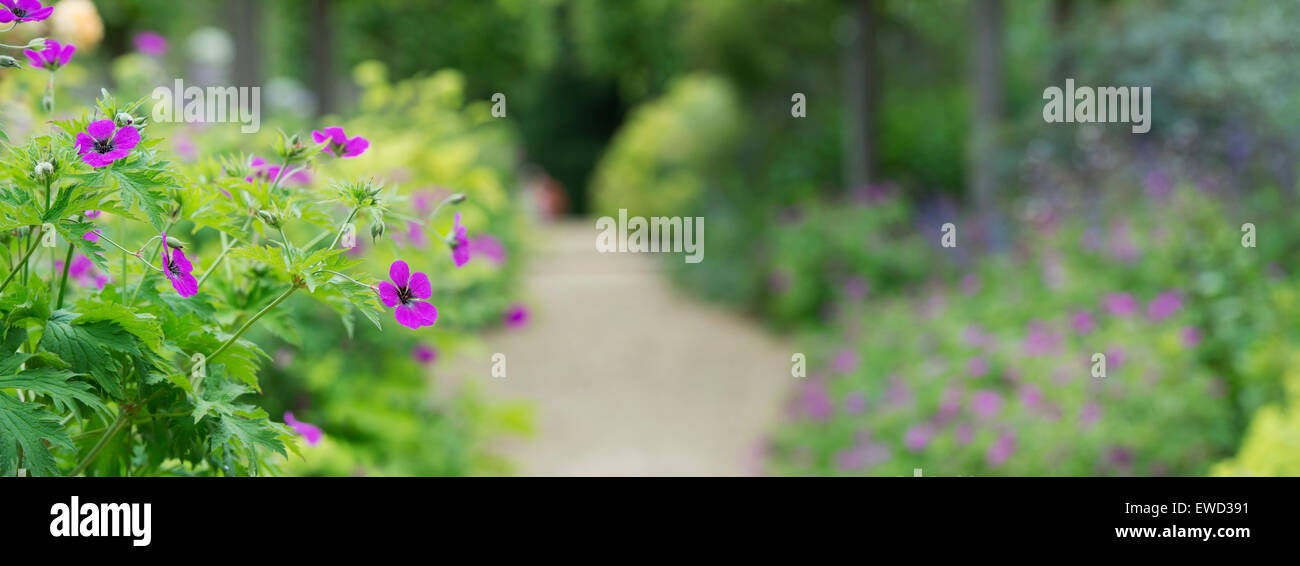 Géranium psilostemon . Géraniums (fleurs) par un sentier. Vue panoramique. Selective focus Banque D'Images