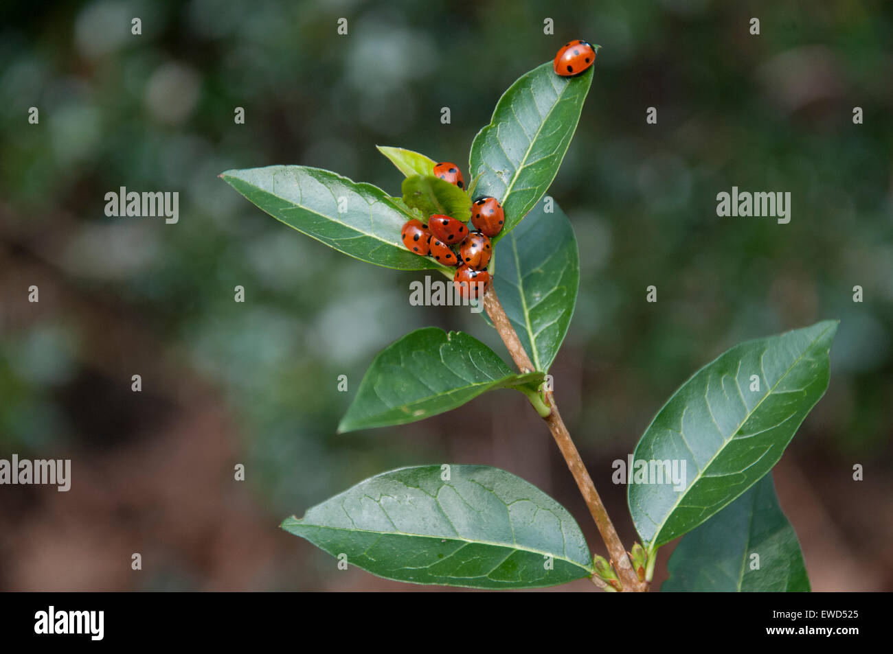 Coccinelles regroupées sur les feuilles d'une plante. Banque D'Images