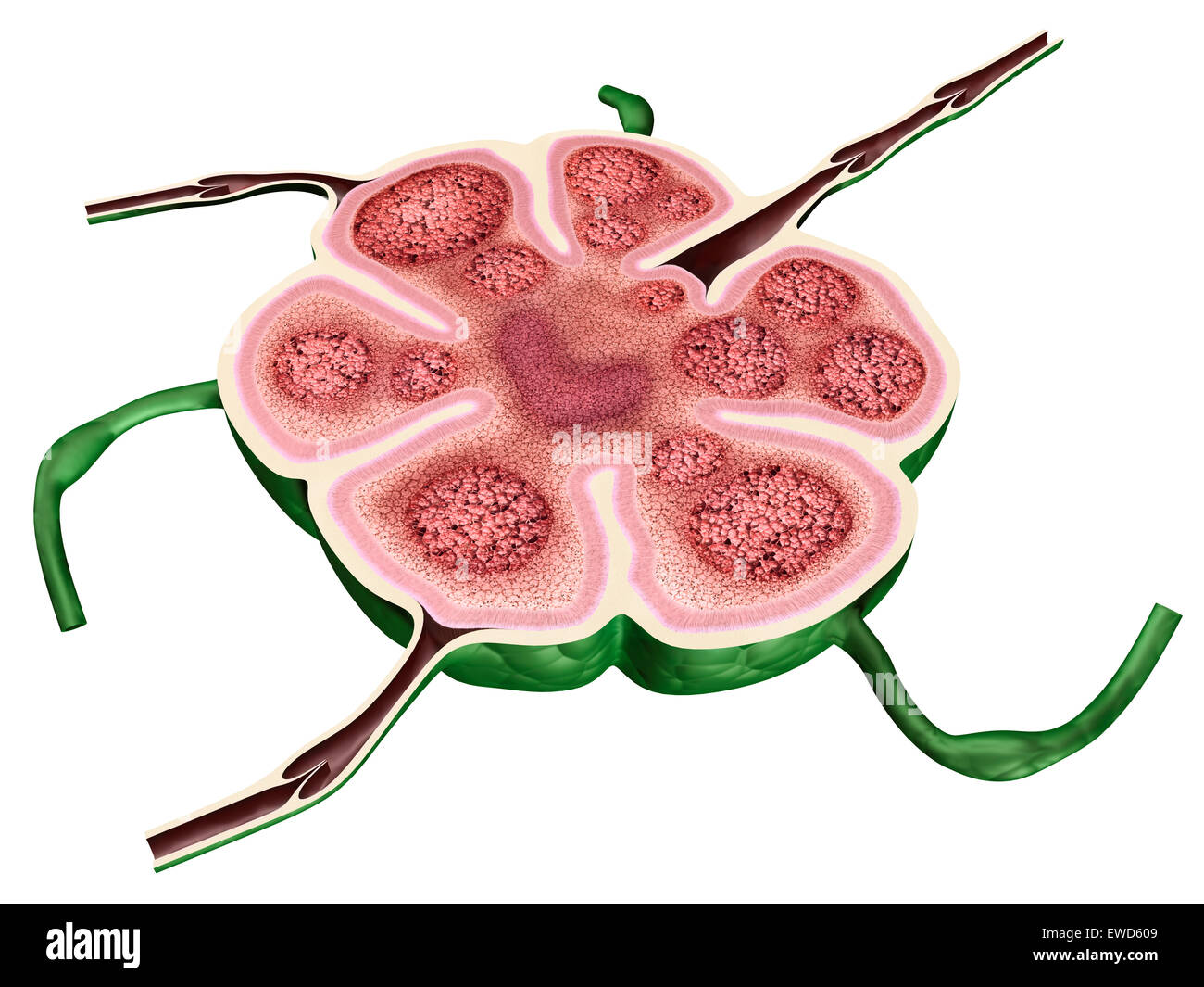 Coupe transversale d'un nœud lymphatique 3D illustration isolé sur fond blanc Banque D'Images