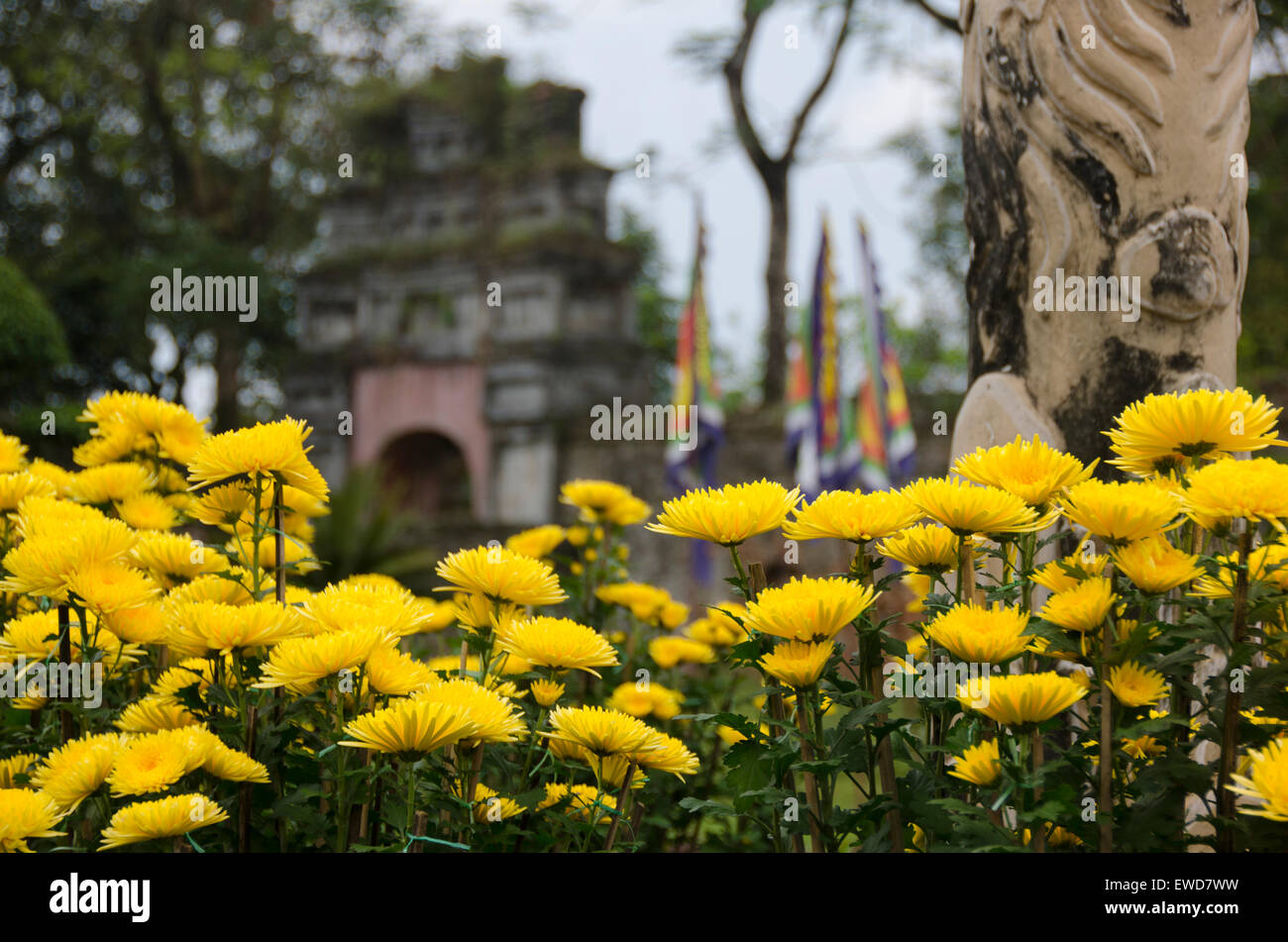 Fleurs jaune en Asie Banque D'Images