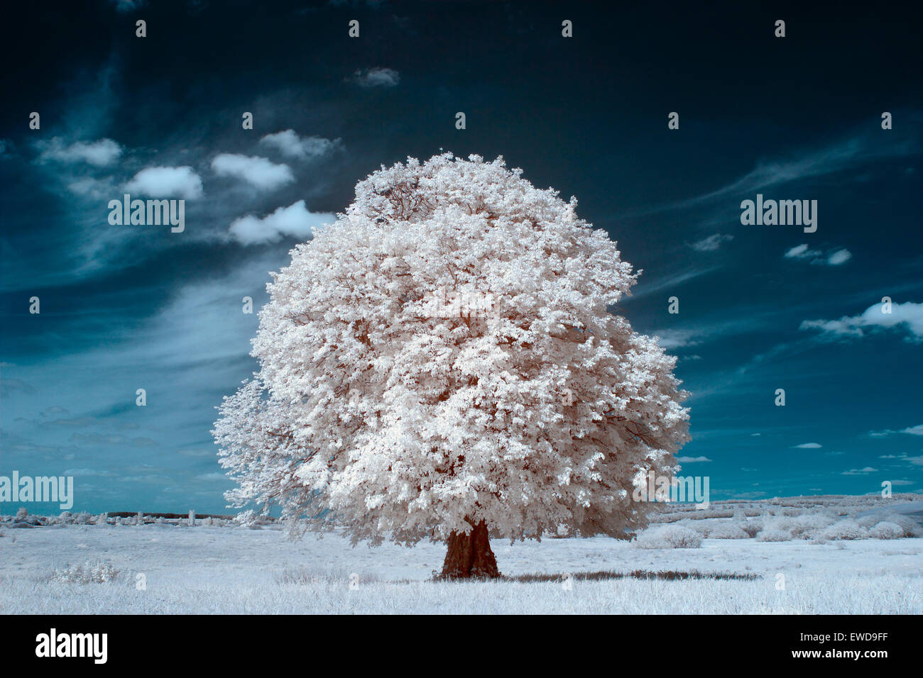 La photographie à infrarouge. beau lonely tree dans le ciel de nombreux nuages. Banque D'Images