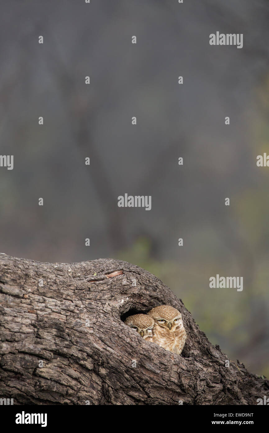 Deux owlets assis dans un arbre Banque D'Images