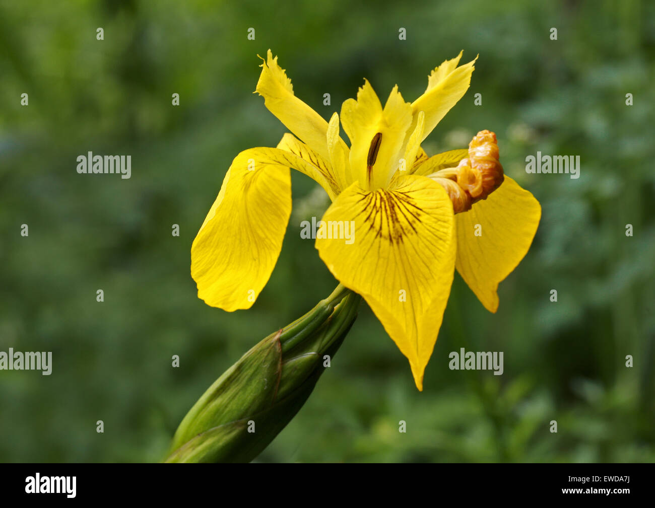 Drapeau jaune ou de l'Iris, Iris pseudacorus, Iridaceae Banque D'Images