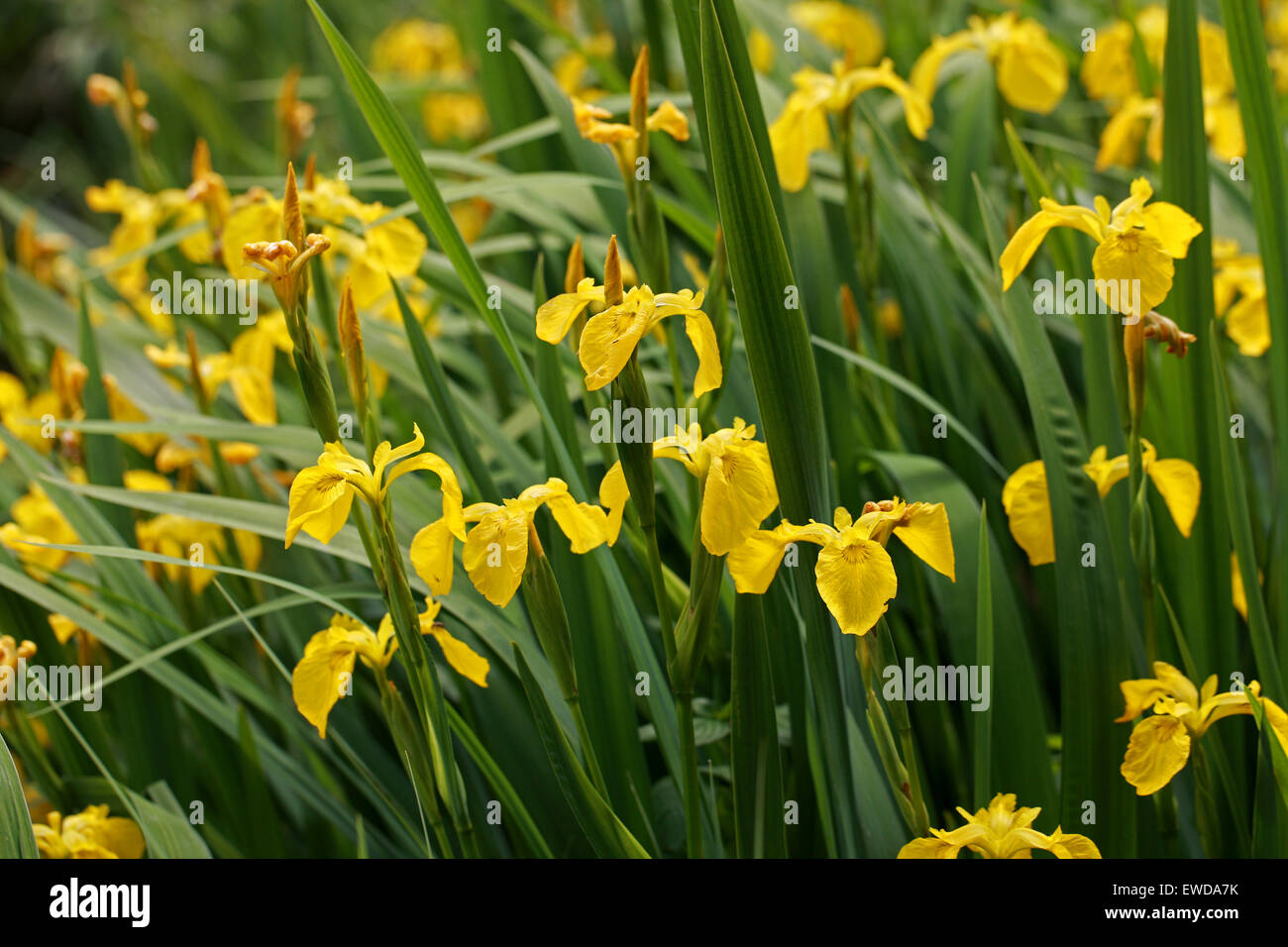 Drapeau jaune ou de l'Iris, Iris pseudacorus, Iridaceae Banque D'Images