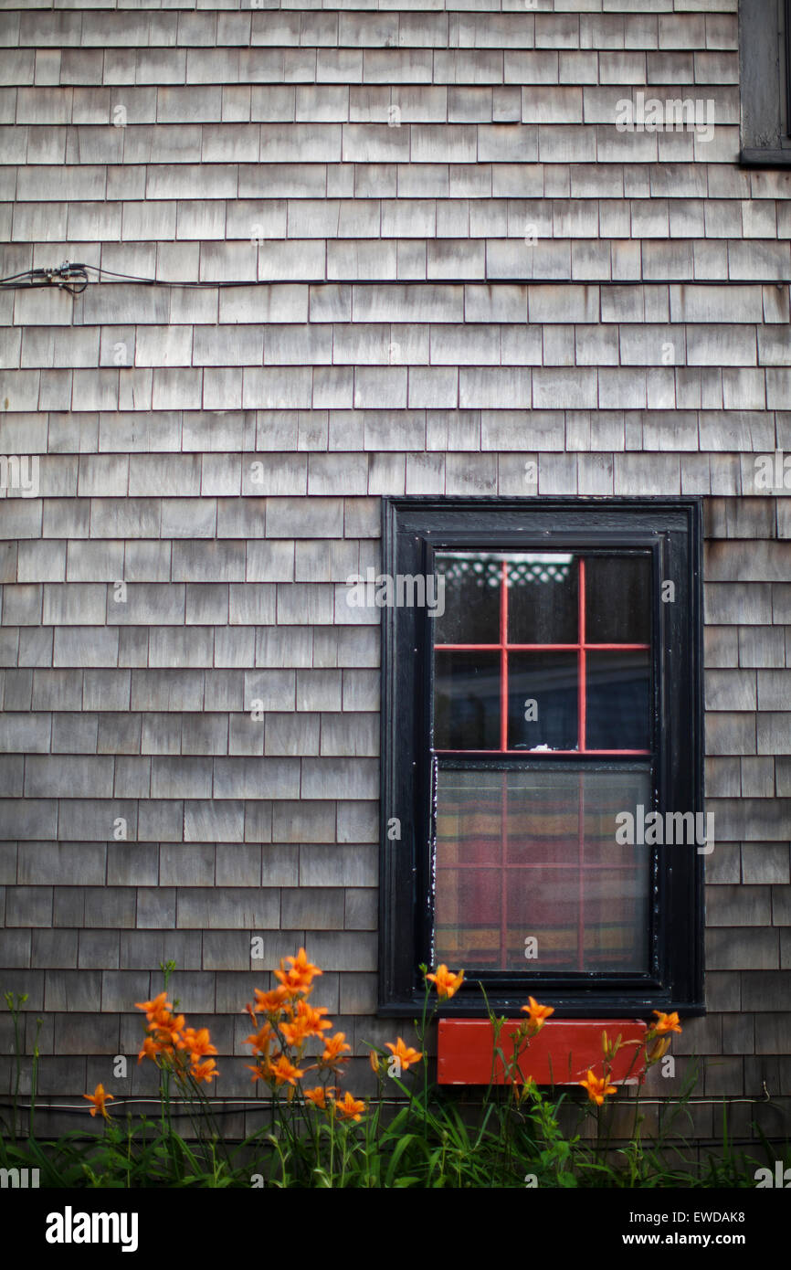 Orange fleurs poussent sous une fenêtre d'une maison à Rockport, Massachusetts. Banque D'Images