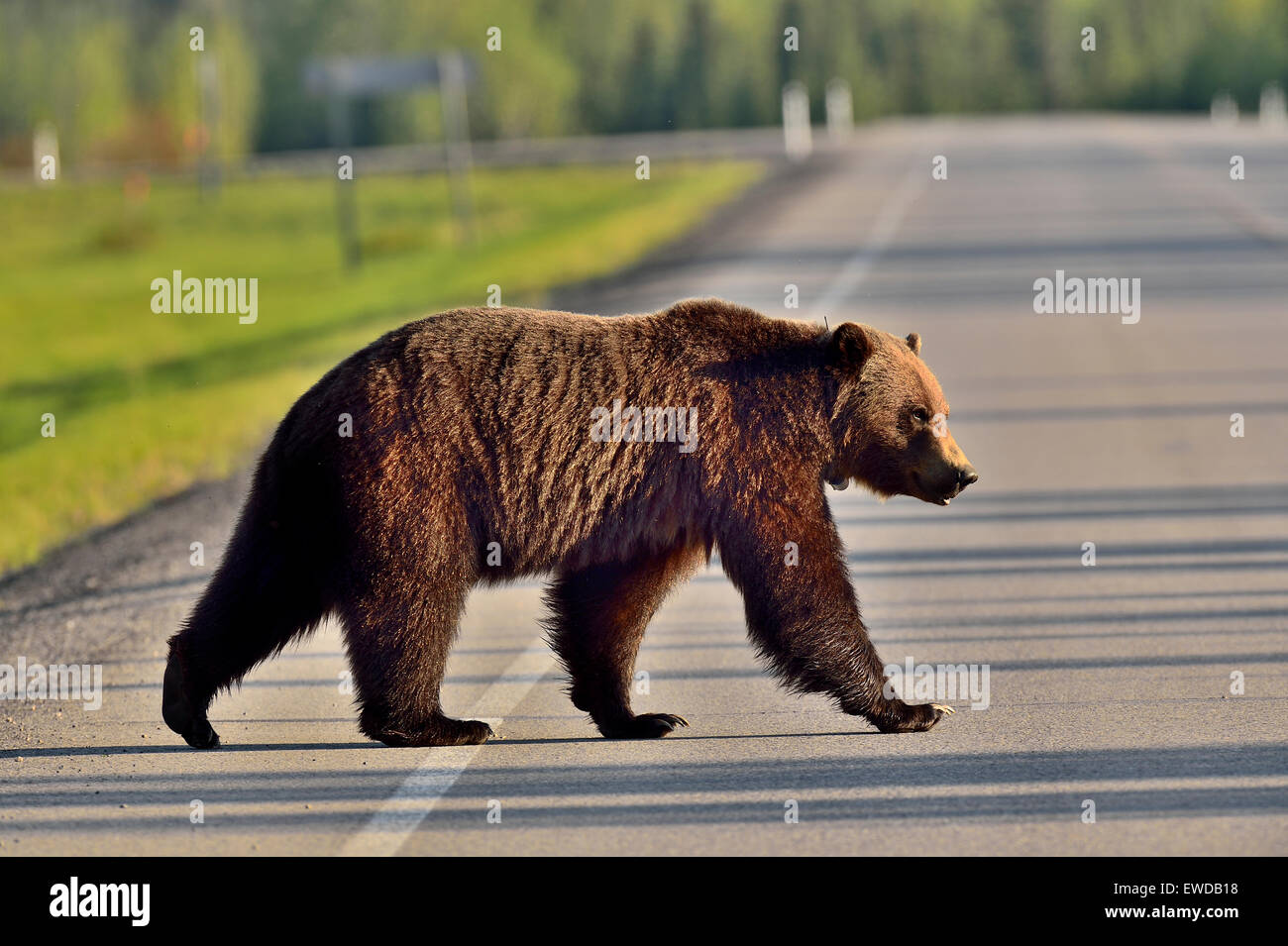 Adultes sauvages un ours brun, Ursus arctos, marchant sur une route à deux voies Banque D'Images