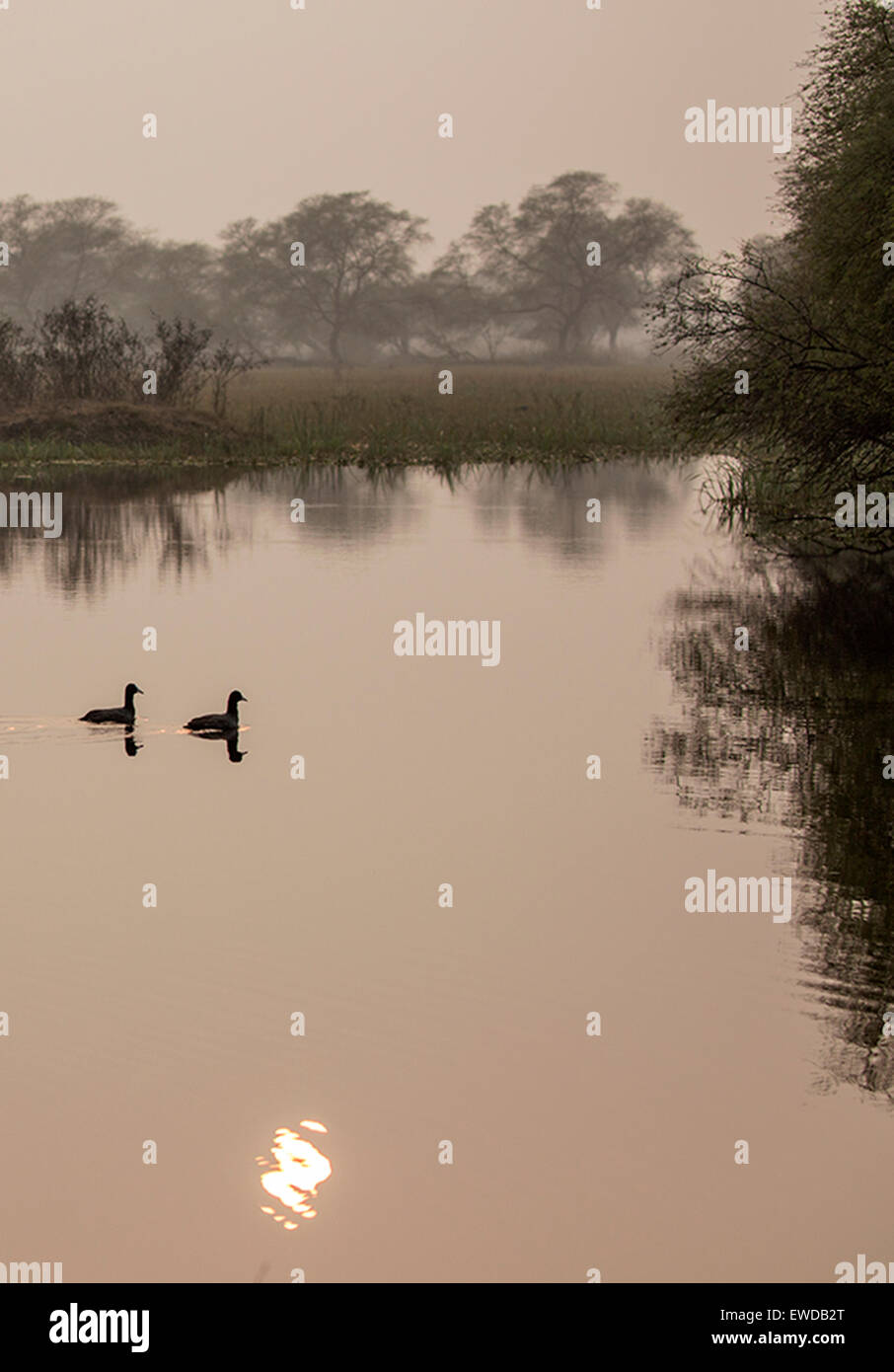 Deux canards natation Banque D'Images