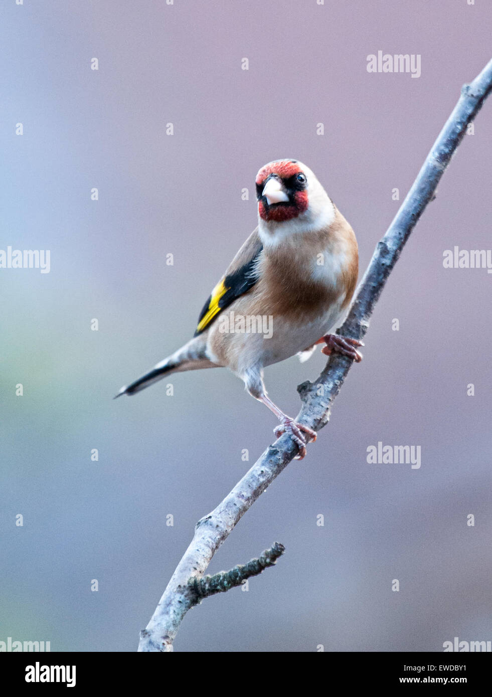 Chardonneret en hiver Banque D'Images