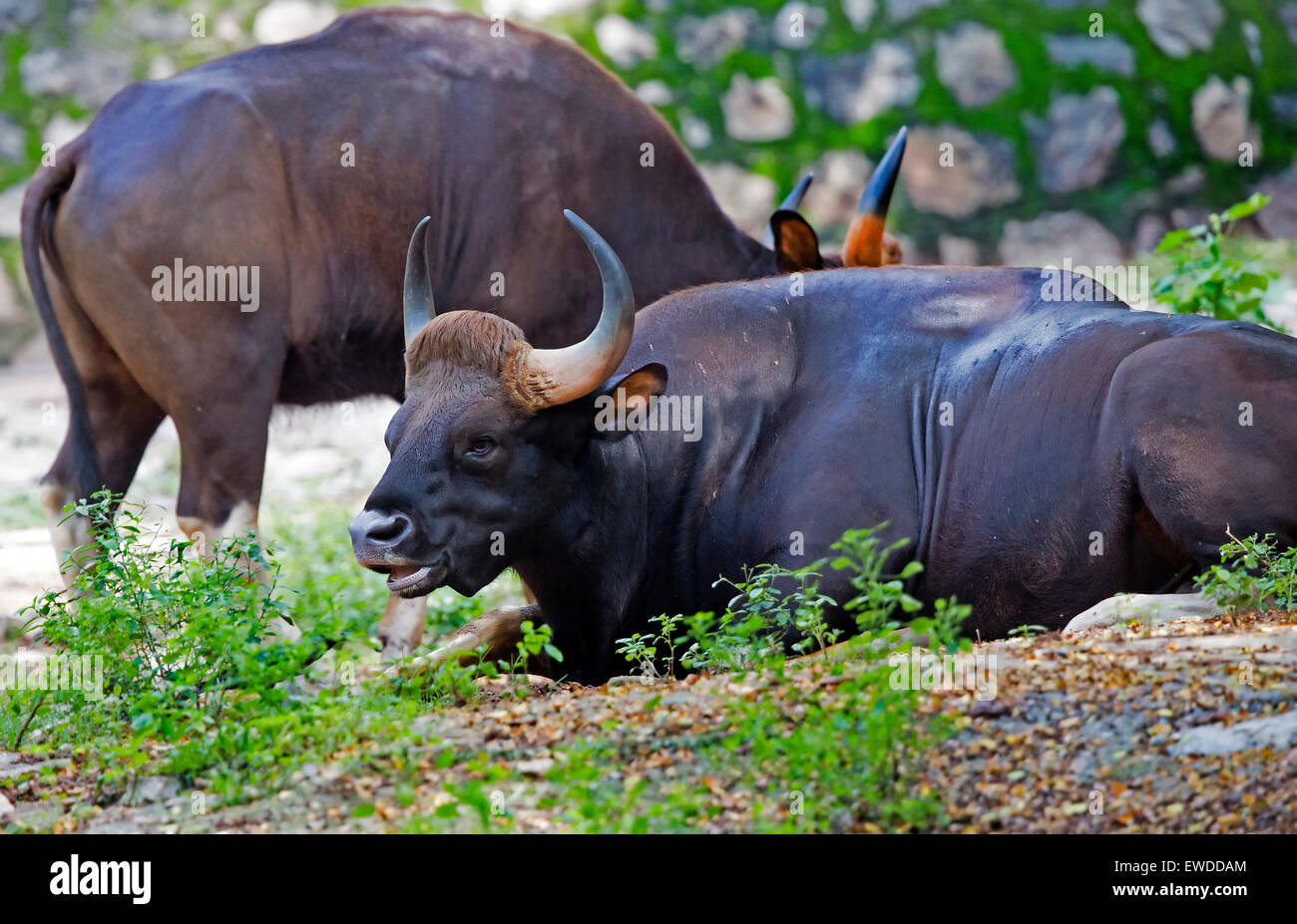 Un Indien sauvage Gaur, le plus grand du bétail dans le monde. Banque D'Images