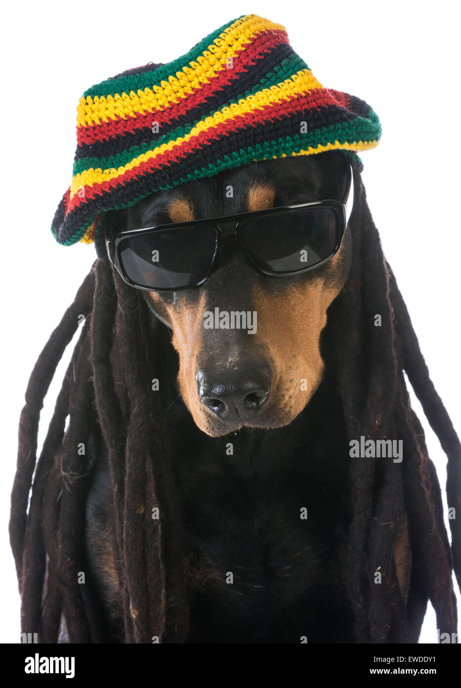 Dreadlocks de chien Banque de photographies et d’images à haute résolution Alamy