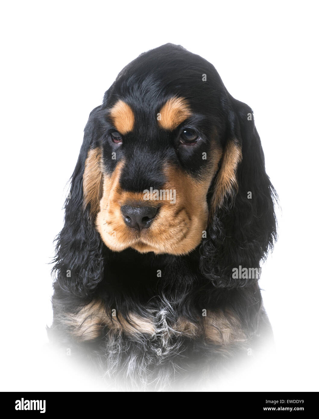 Chiot cocker portrait sur fond blanc Banque D'Images