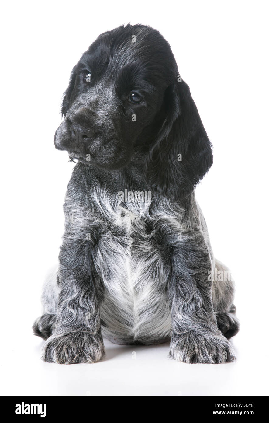 Chiot mignon - cocker anglais assis sur fond blanc - 7 femme de la semaine Banque D'Images