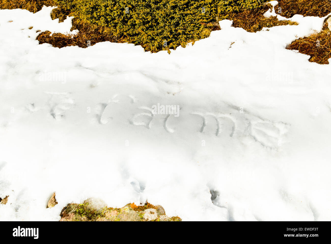 Je t'aime, Français phrase inscrite en lettres majuscules sur du blanc de la neige alors que brown les mauvaises herbes et la mousse dans l'avant-plan Banque D'Images