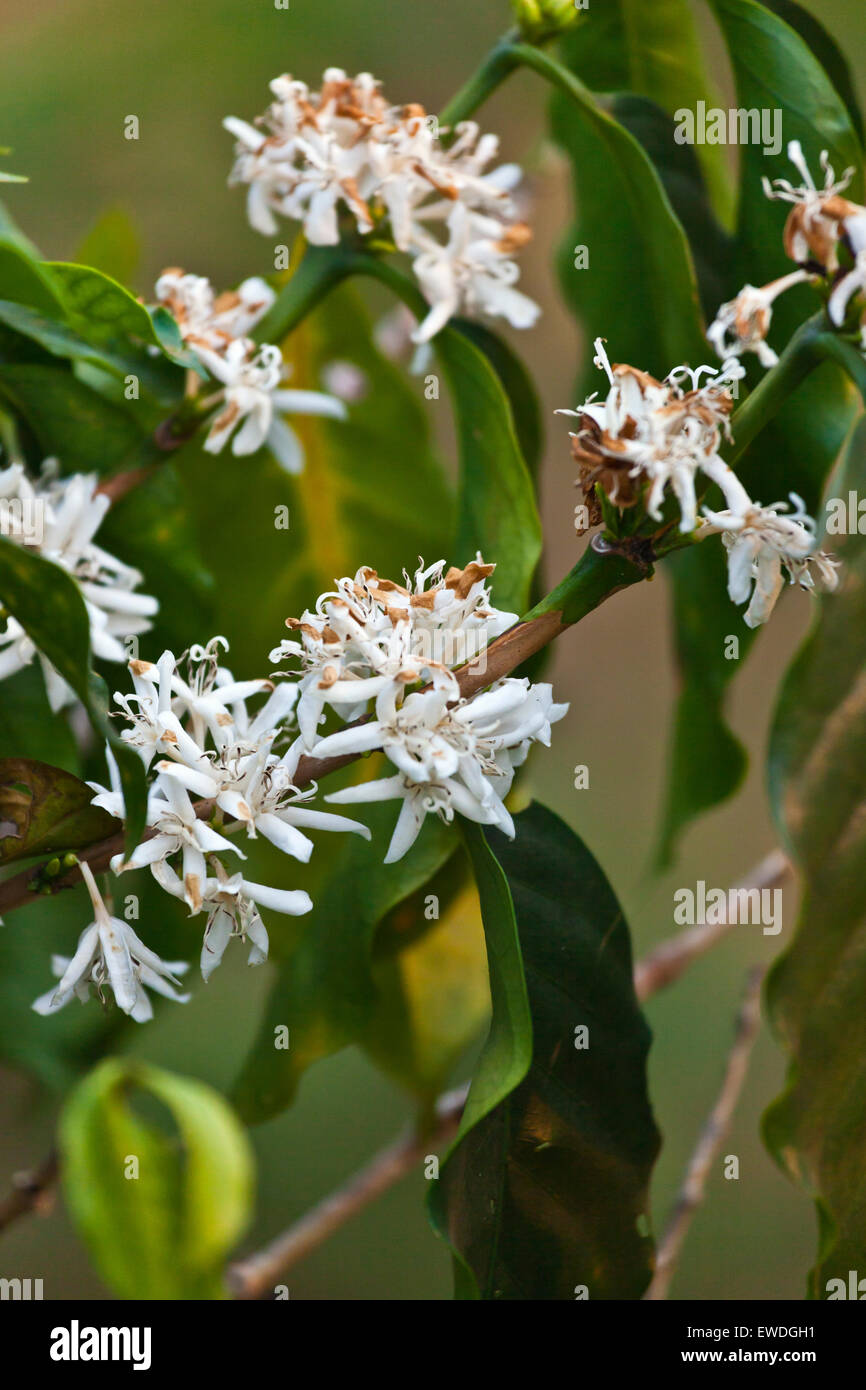 Les plantes de café en fleurs sur le PLATEAU DES BOLAVENS près de Pakse, LAOS DU SUD - Banque D'Images