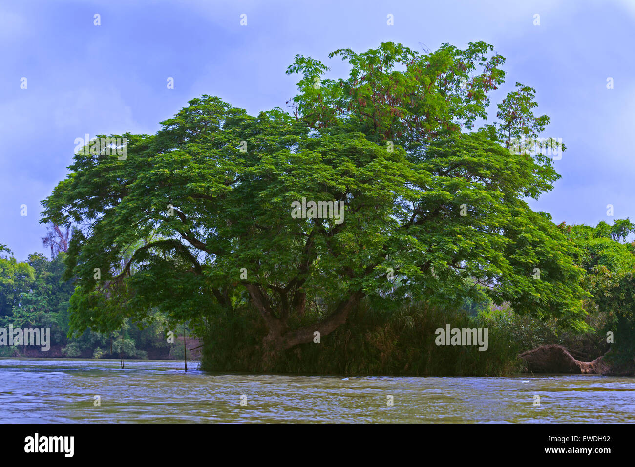Arbre tropical sur DON KHONG ISLAND dans la 4 région des Mille-Îles sur le Mékong - Sud, Laos Banque D'Images