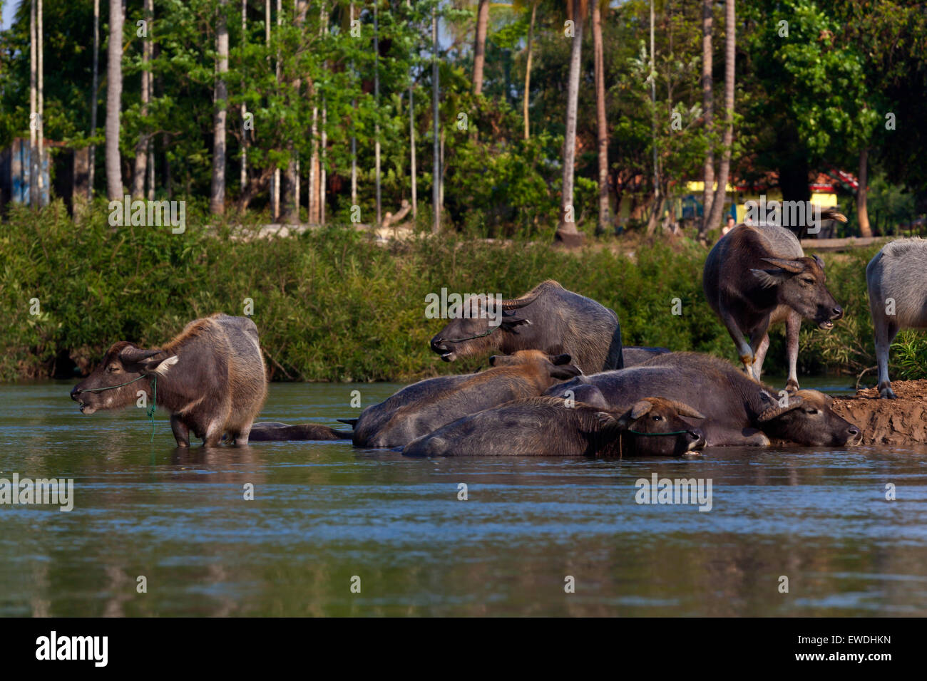 Le buffle d'eau sur l'île de DET FAIT dans la région des Mille-Îles 4 (Si Phan Don) de la rivière du Mékong - Sud, Laos Banque D'Images