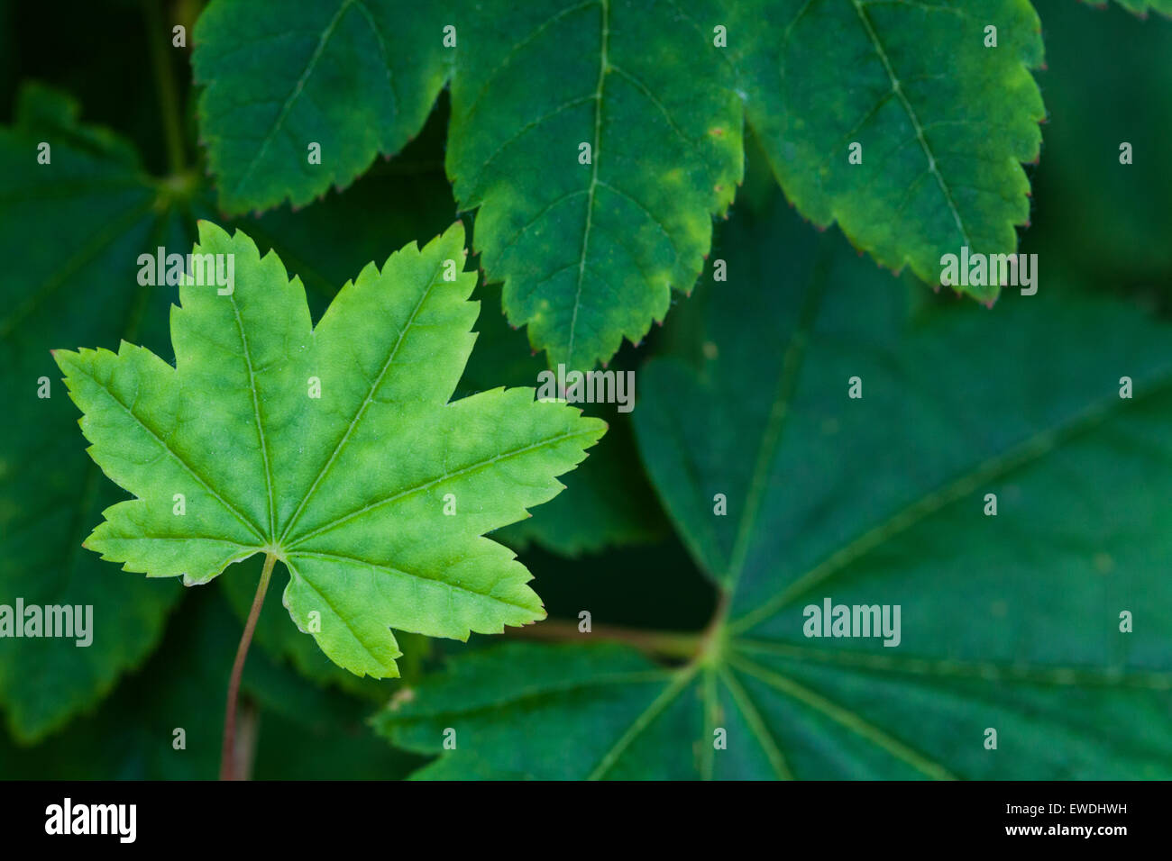 Les jeunes feuilles d'érable japonais se propager à la pleine taille Banque D'Images