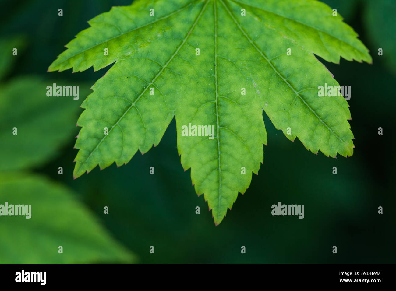 Image abstraite d'une nouvelle feuille d'érable Banque D'Images