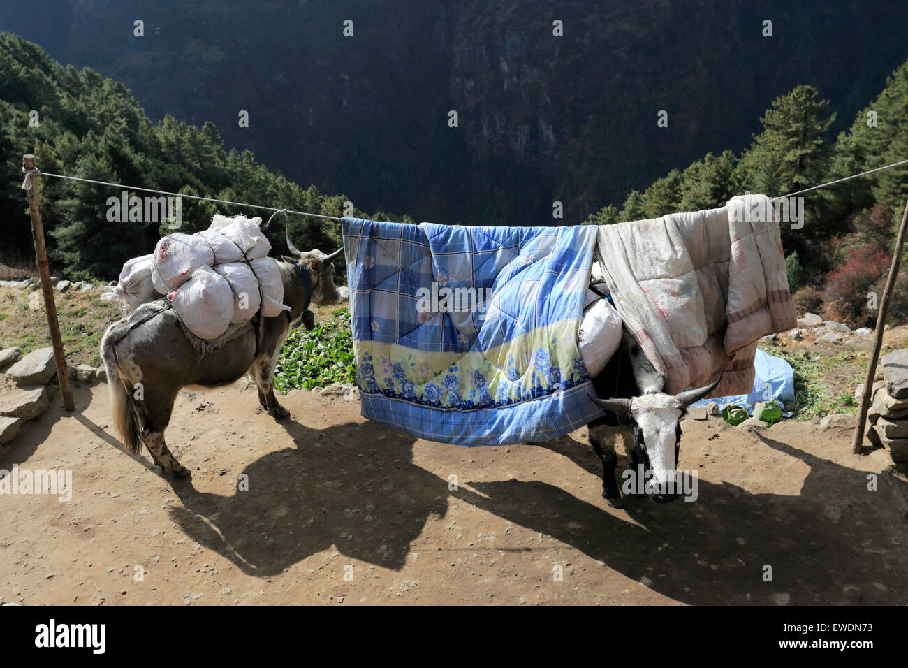 Les yacks à Namche Bazar village, camp de base de l'Everest trek, Site du patrimoine mondial de l'UNESCO, le parc national de Sagarmatha, district de Solu-Khumbu Banque D'Images