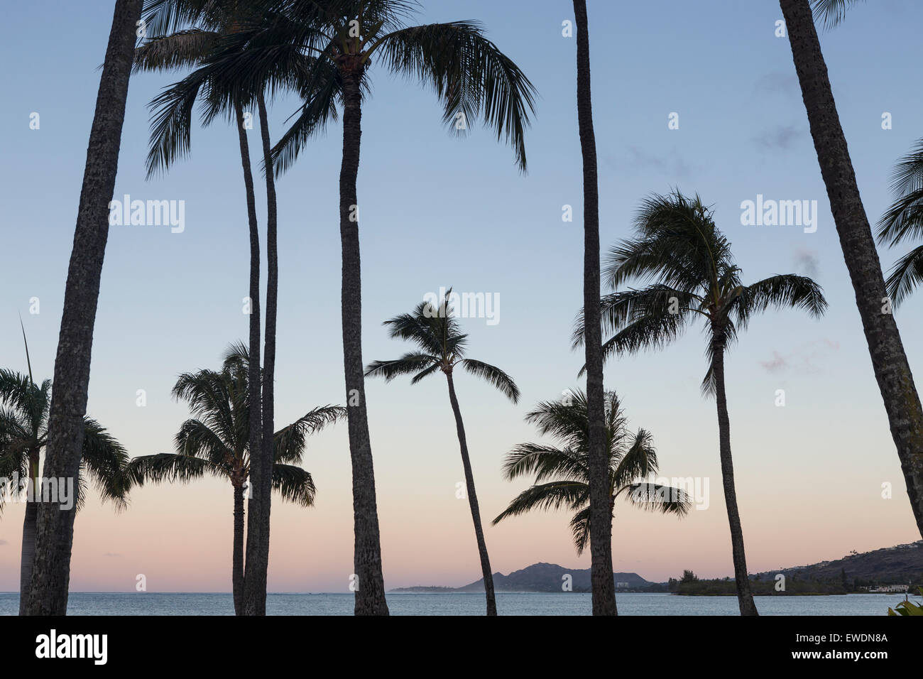La silhouette des palmiers à Hawaii Kai avec vue sur Diamond Head, Oahu. Banque D'Images