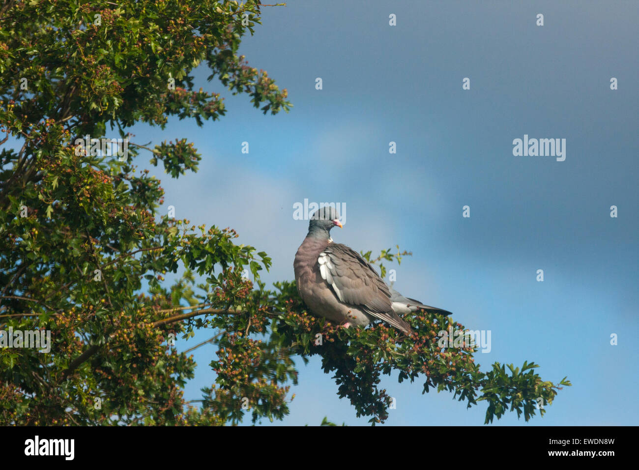 Pigeon ramier au repos Banque D'Images