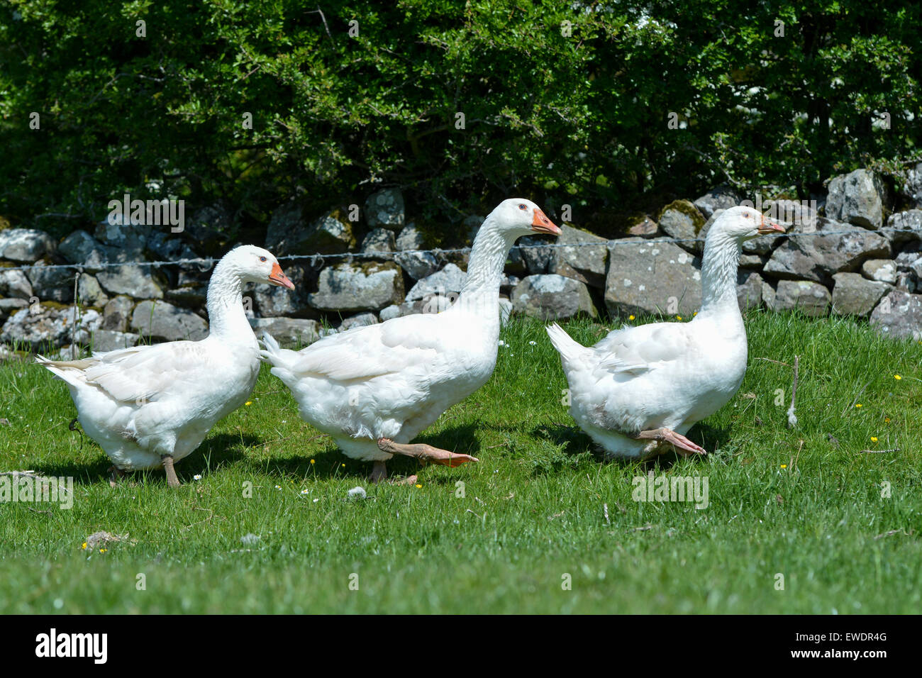 Les oies en liberté dans les pâturages à la ferme, Cumbria, Royaume-Uni Banque D'Images