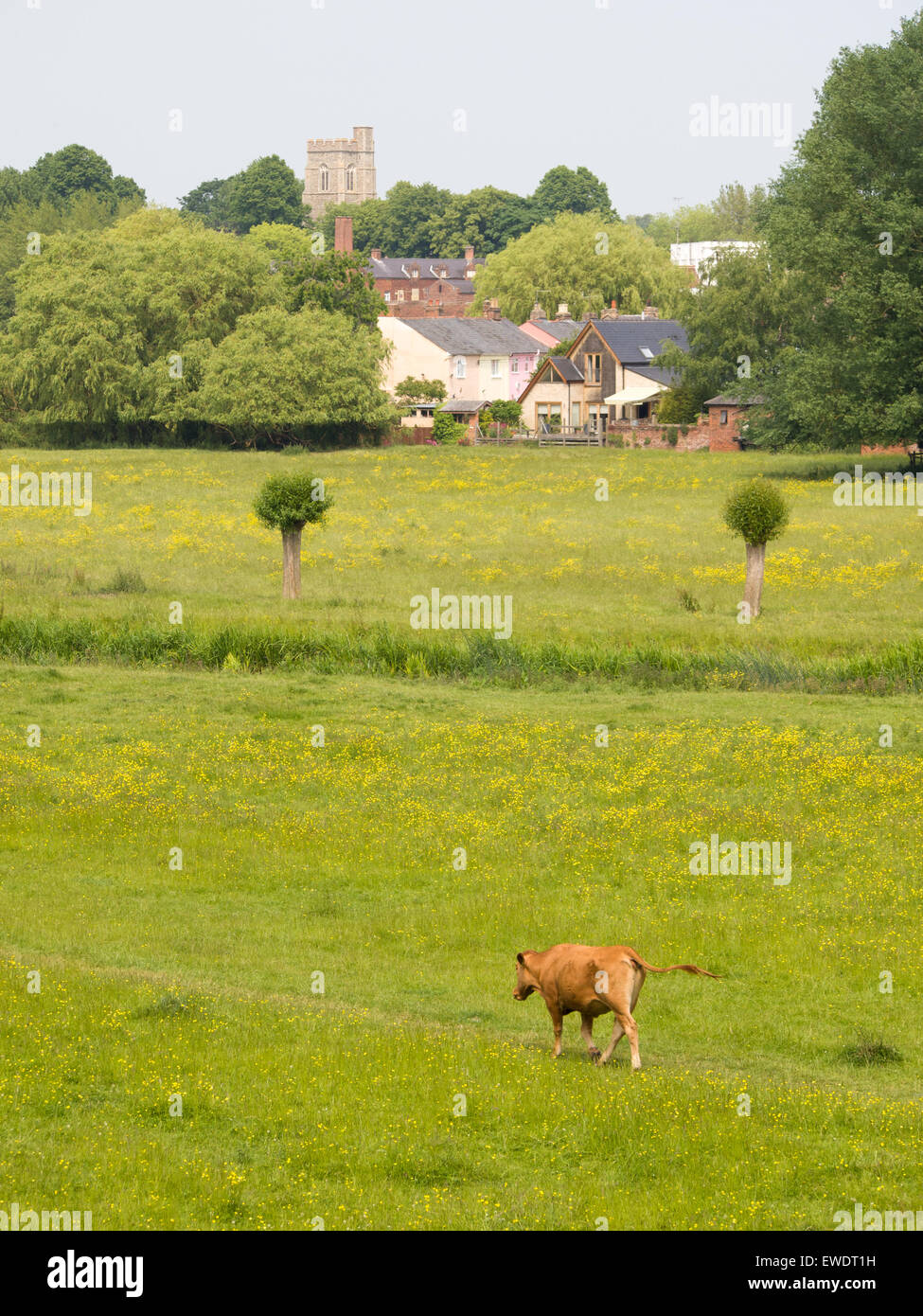 Une vache laitière à marcher le long des terres de pâturage dans la région de Sudbury, Suffolk, Angleterre. Banque D'Images