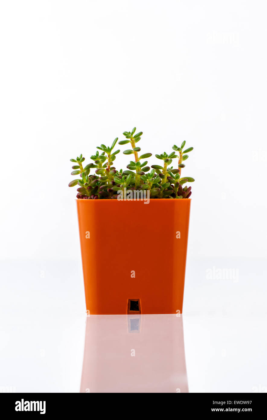 Plante succulente en orange pot isolated on white Banque D'Images