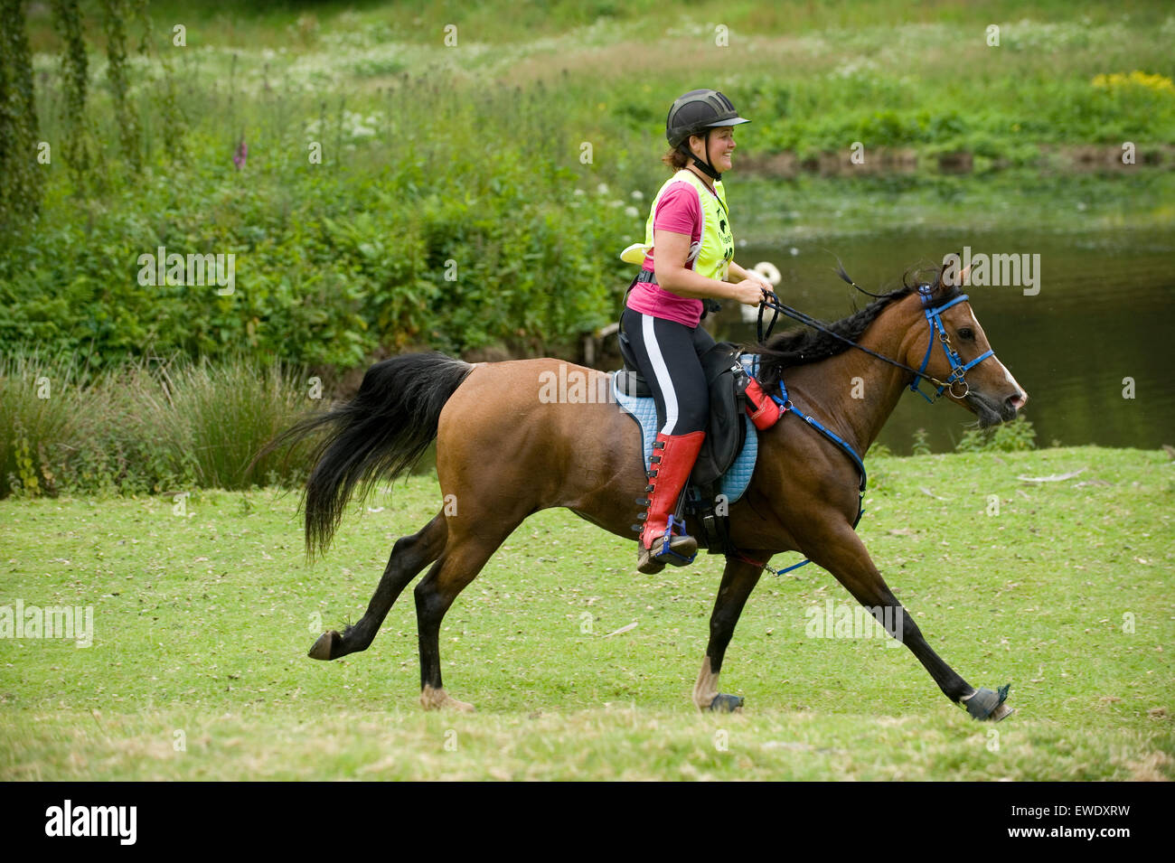 Course de chevaux d'endurance Banque D'Images